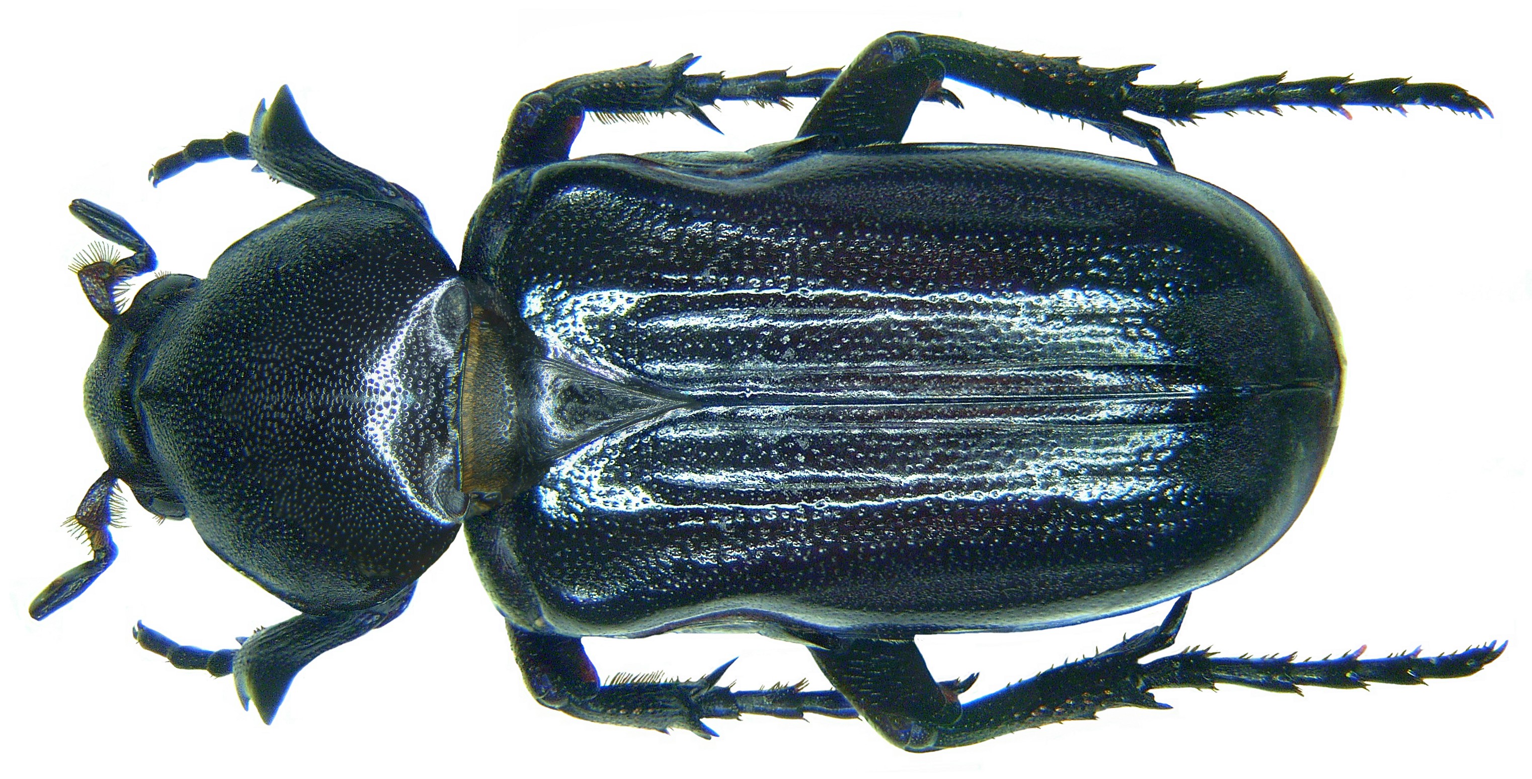 Coenochilus maurus Fabricius, 1801 (2984387720)