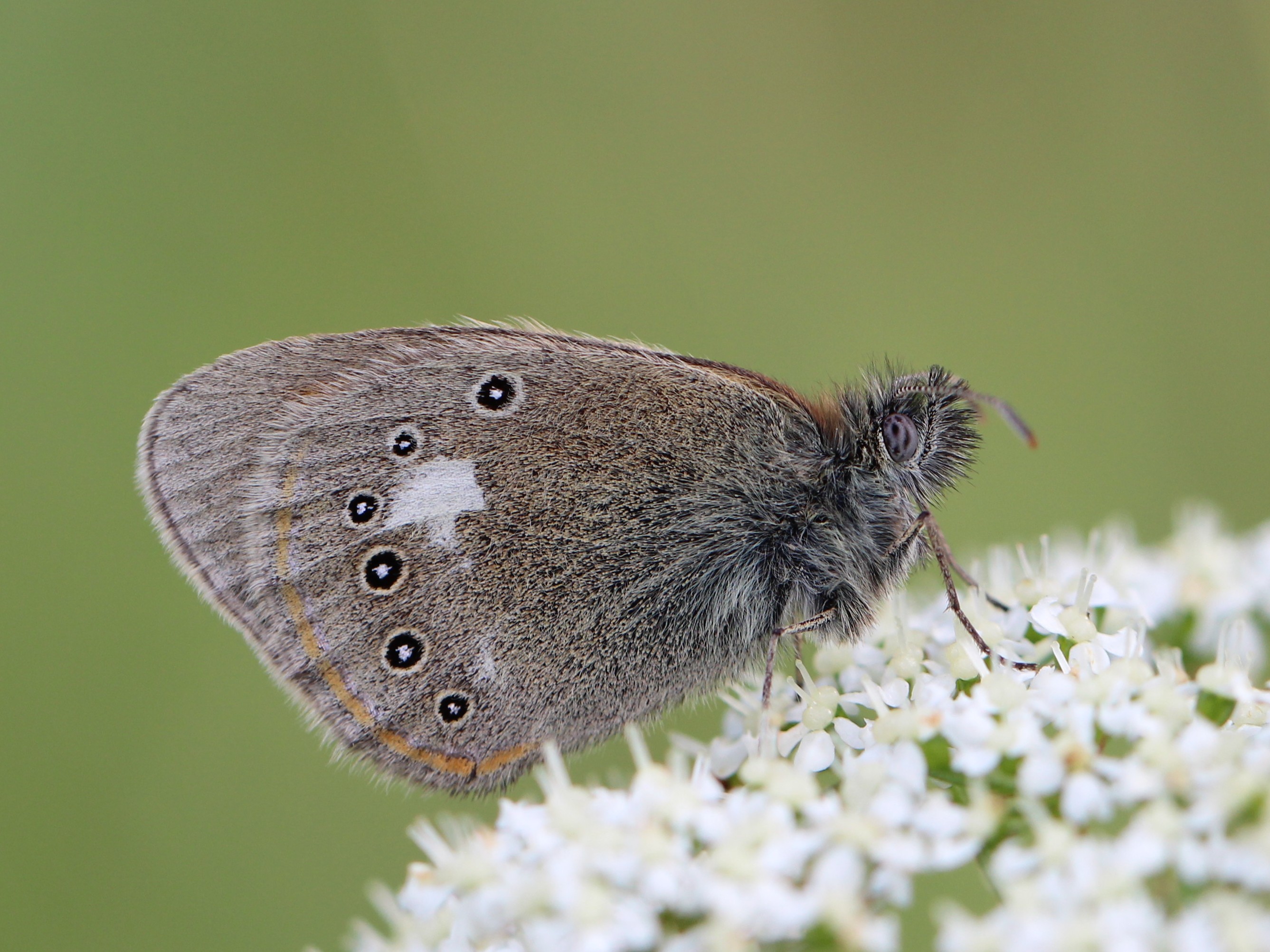 Coenonympha glycerion 01