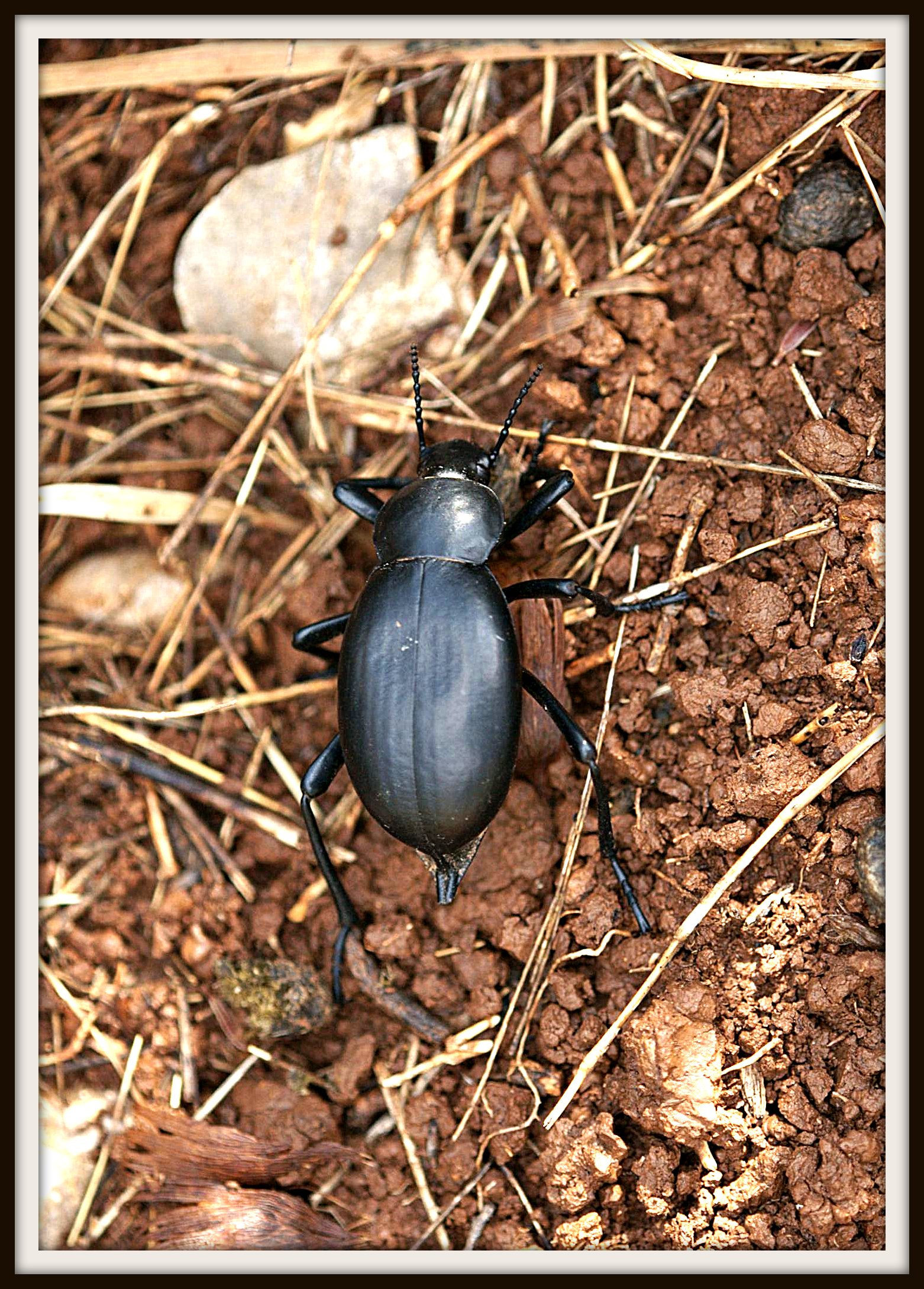 Coleoptero (4700082672)