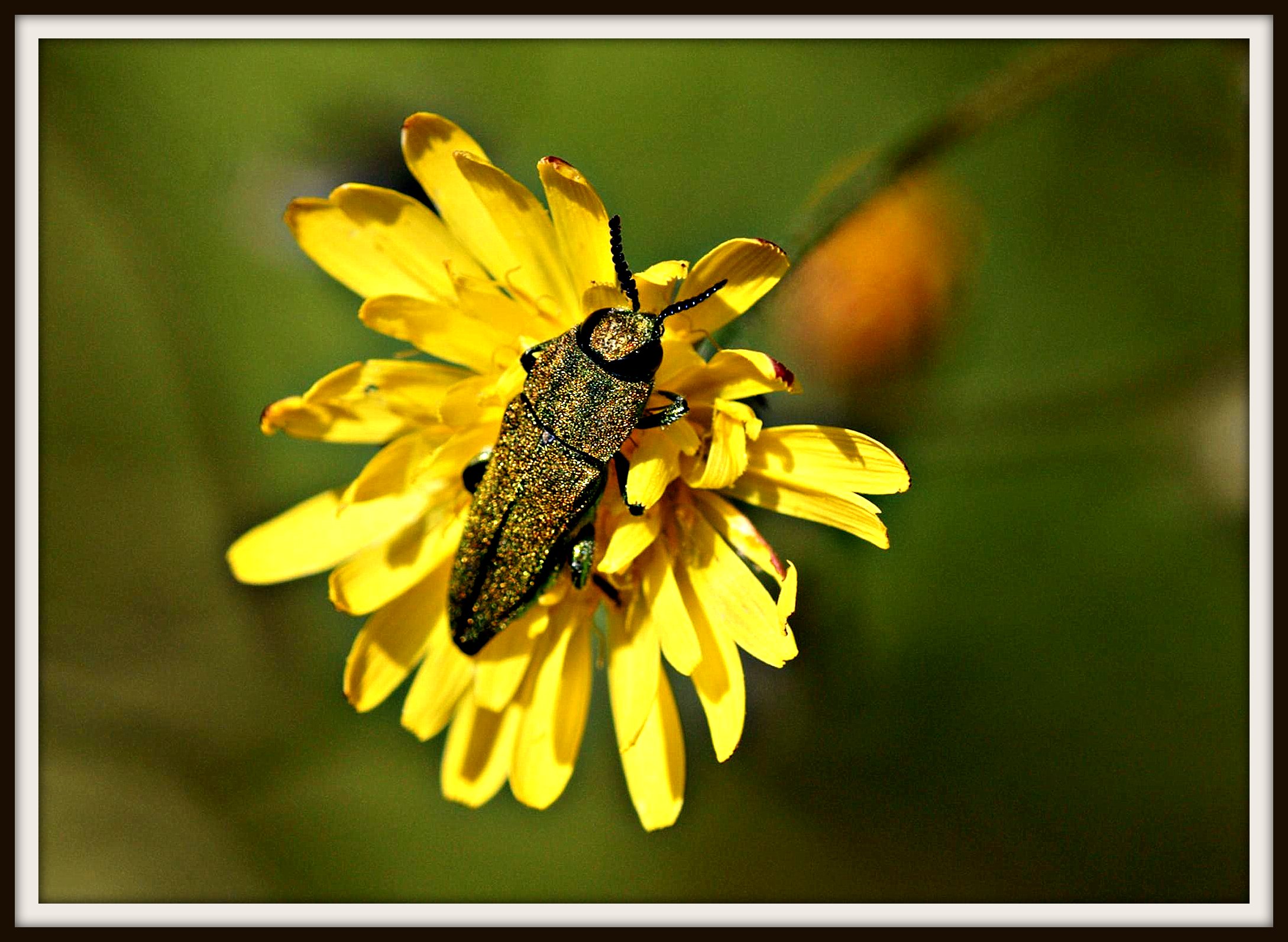 Coleoptero (4700085668)