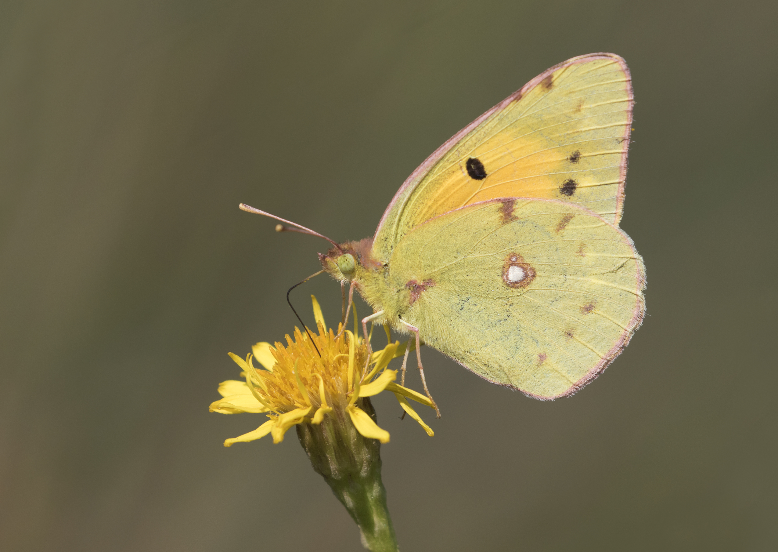 Colias croceus - Clouded yellow 01-1