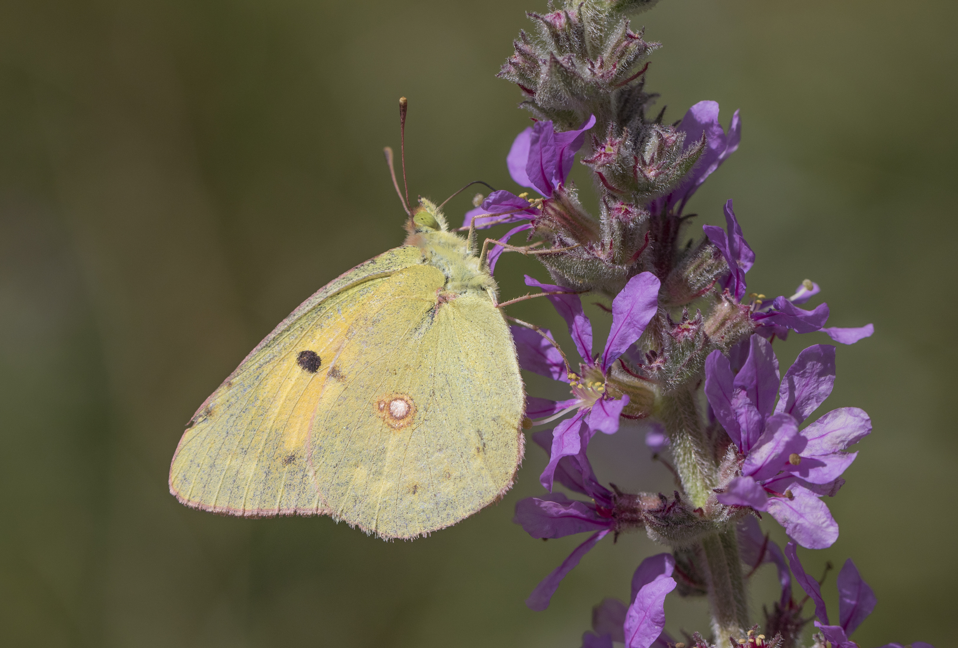 Colias croceus - Sarı azamet 11-2