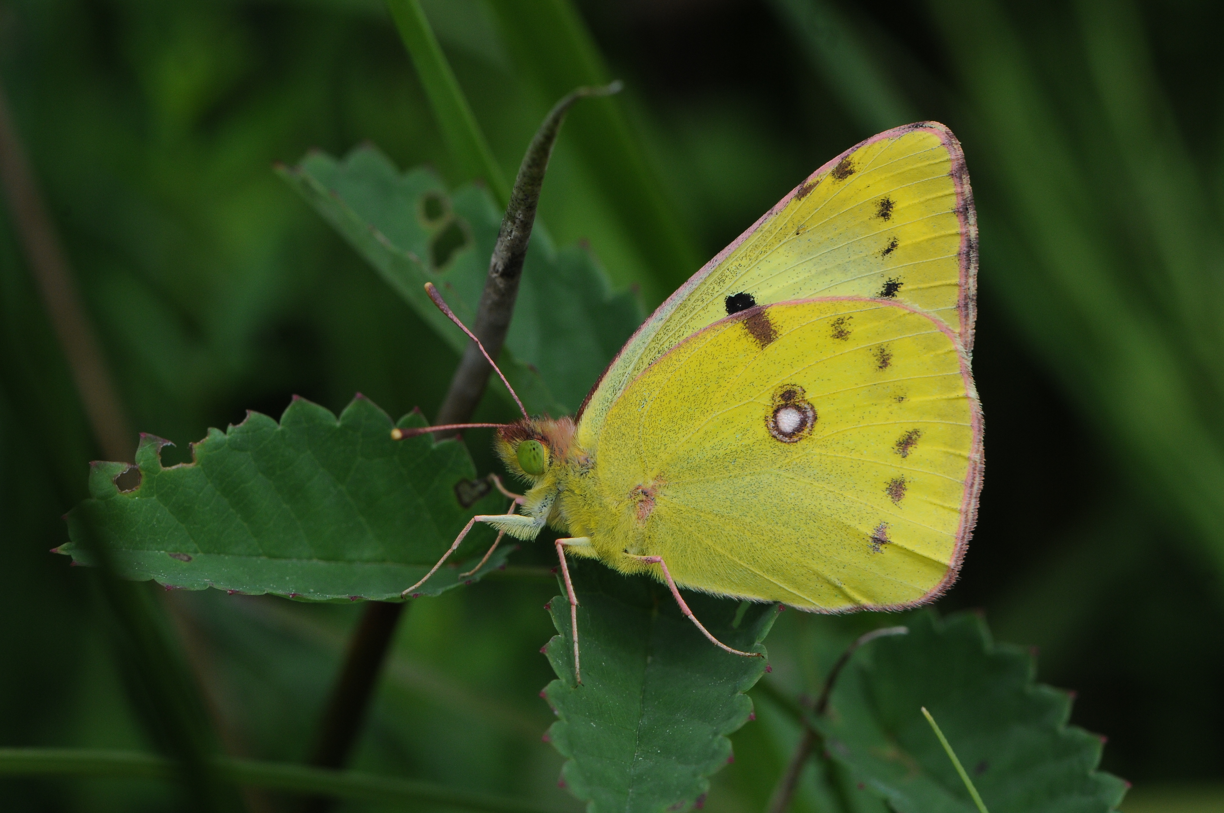 Colias hyale, Goldene Acht 04