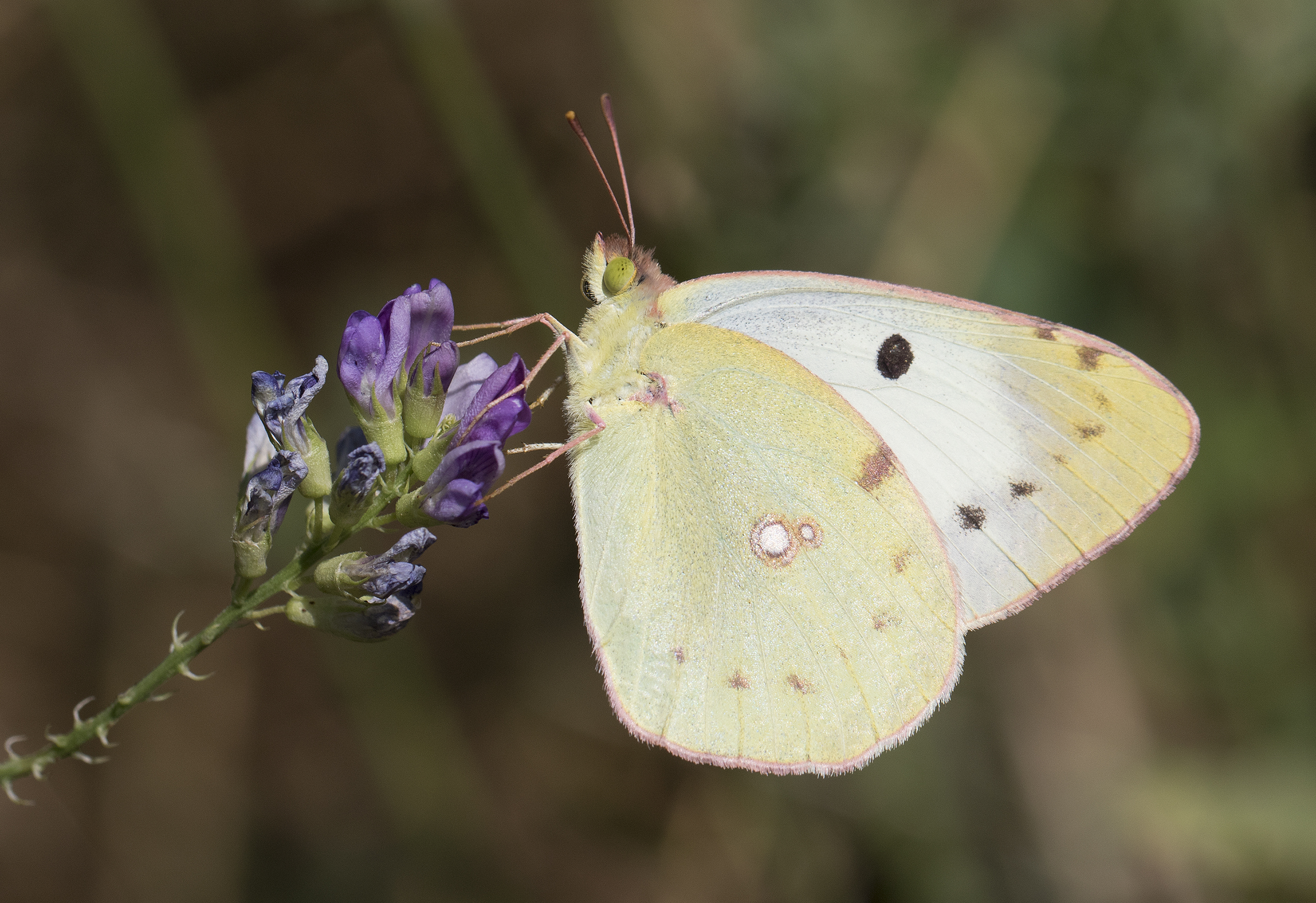 Colias sareptensis - Güzel azamet 05