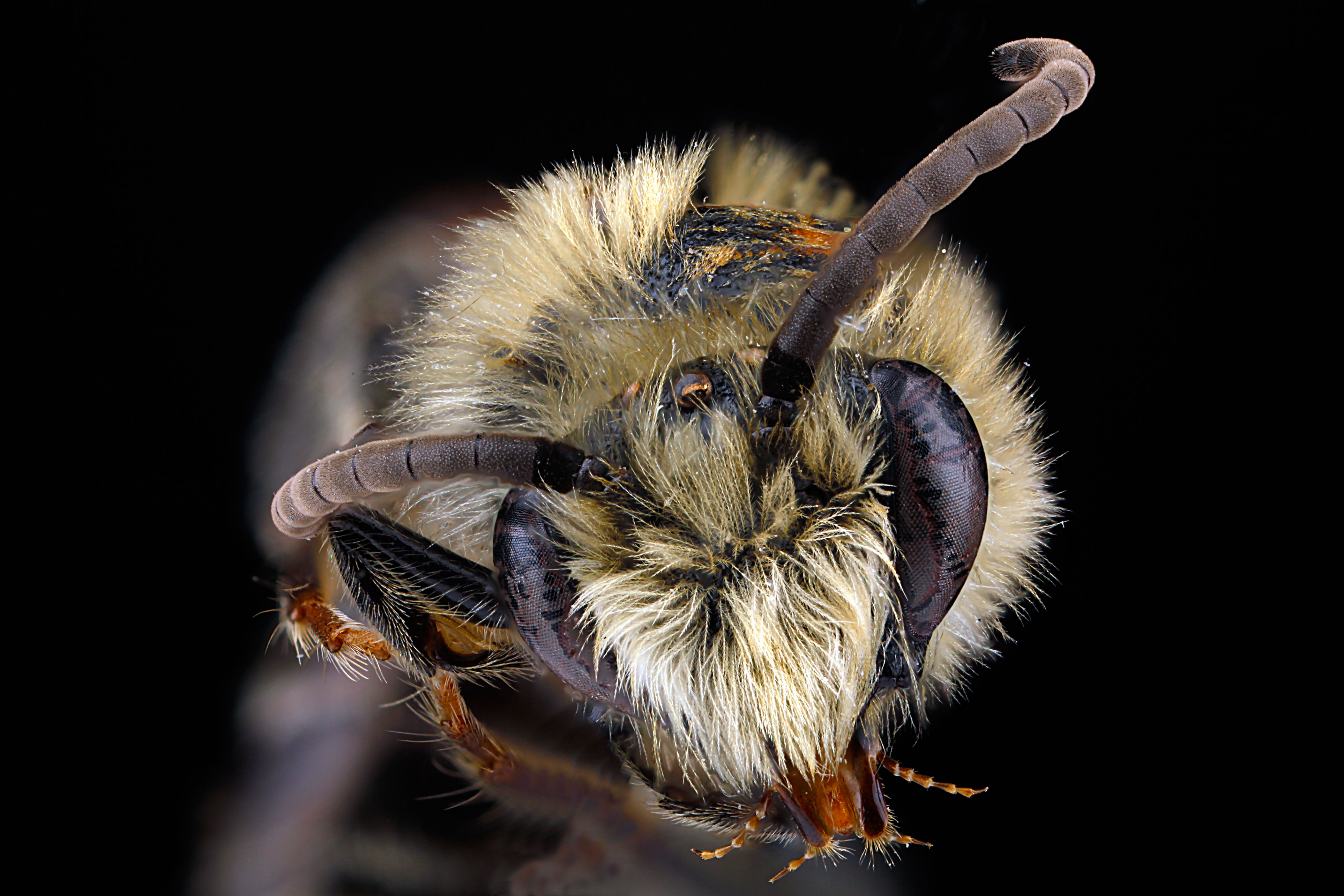 Colletes brimleyi