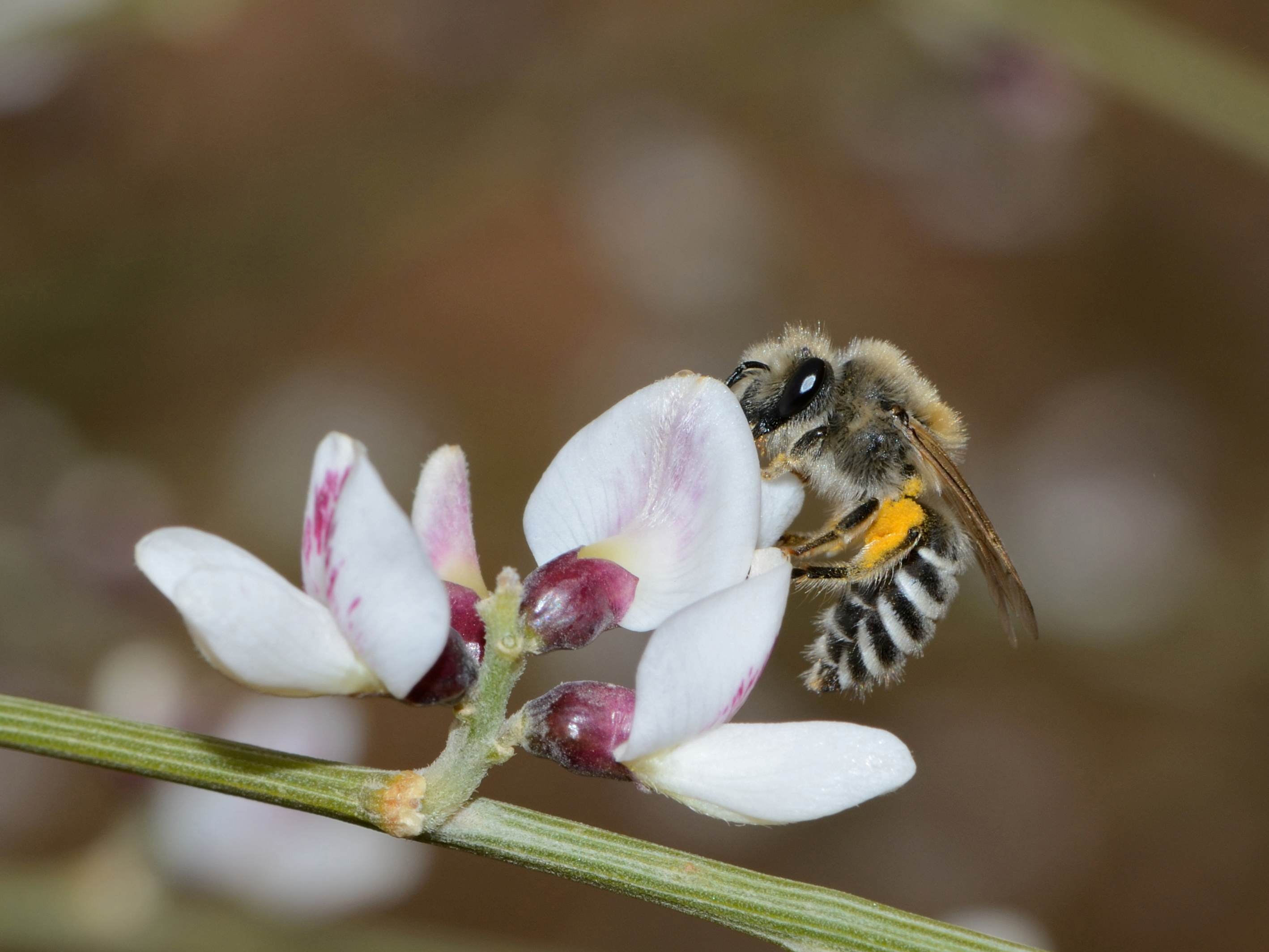Colletes judaicus female 1