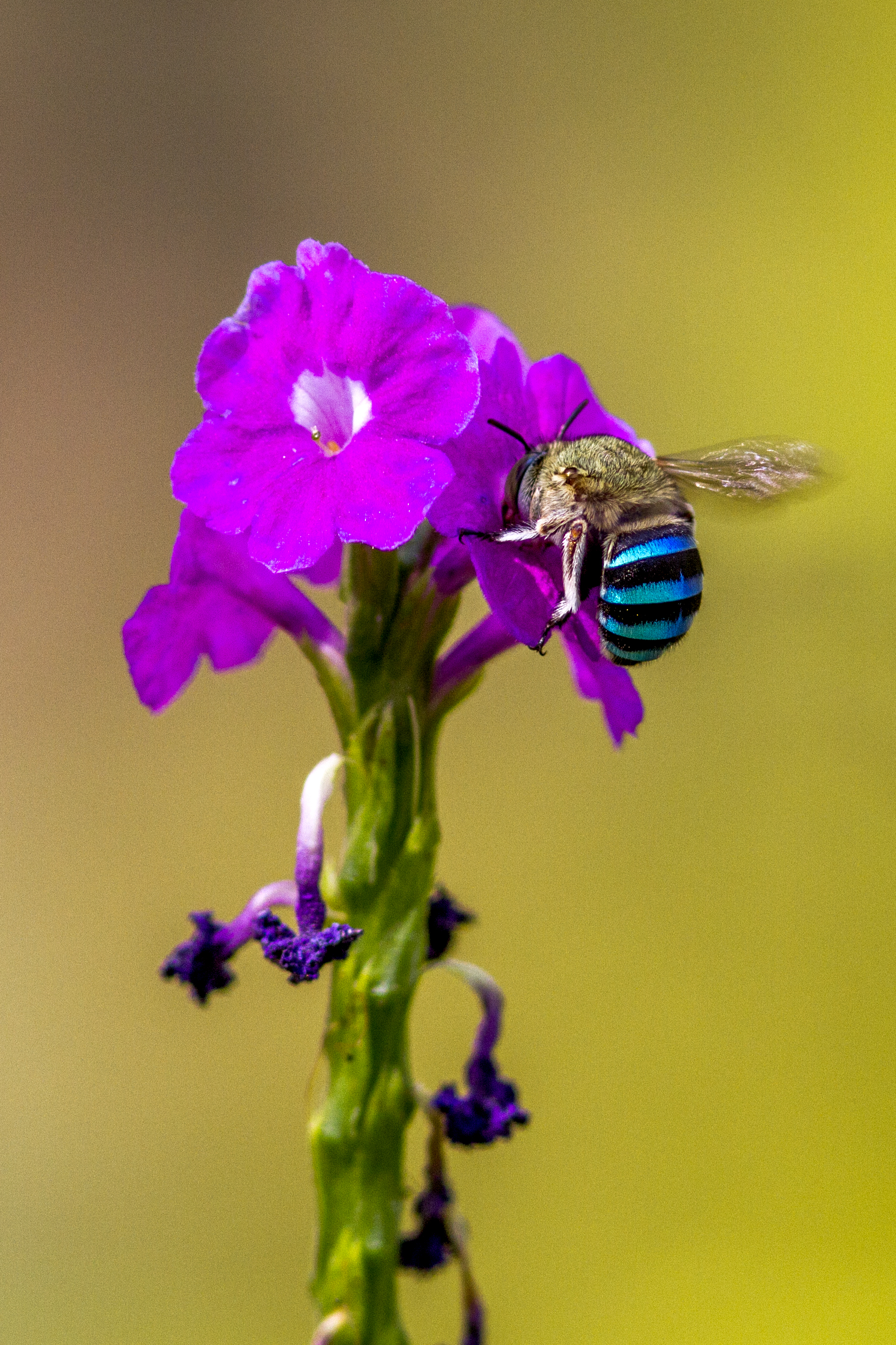 Colorful Beetle