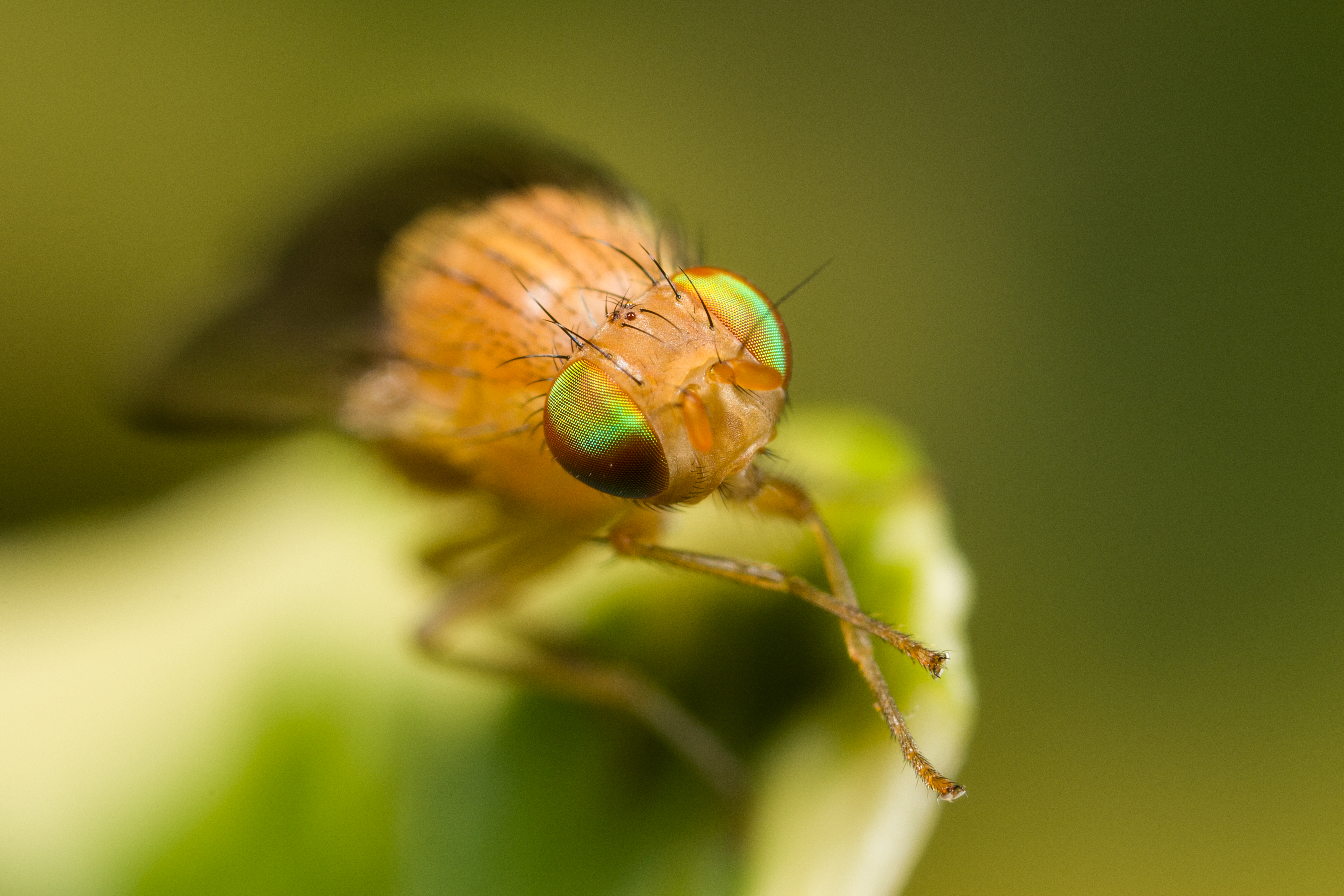 Colorful Eyes (14246405915)