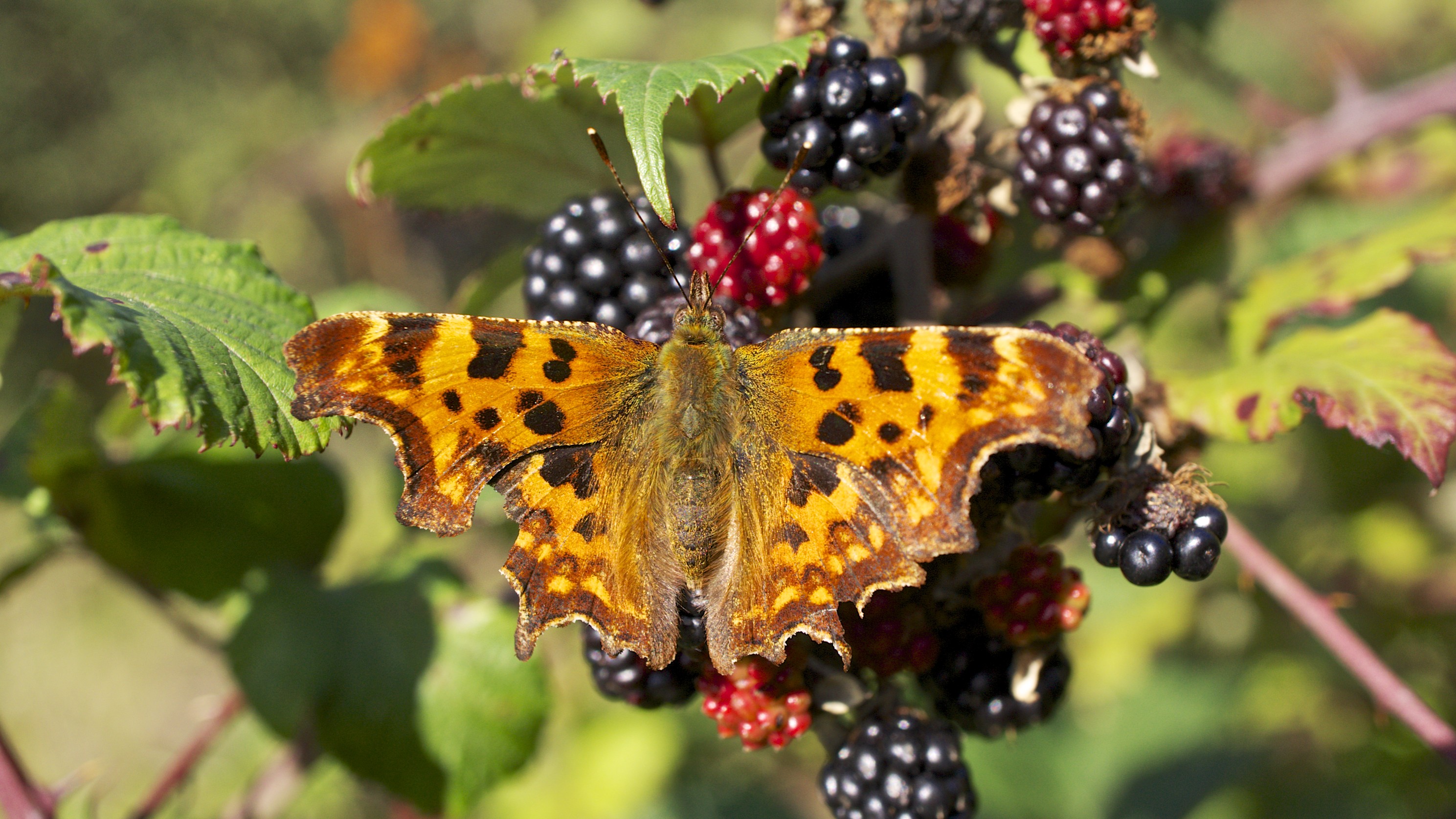 Comma butterfly (10207656445)