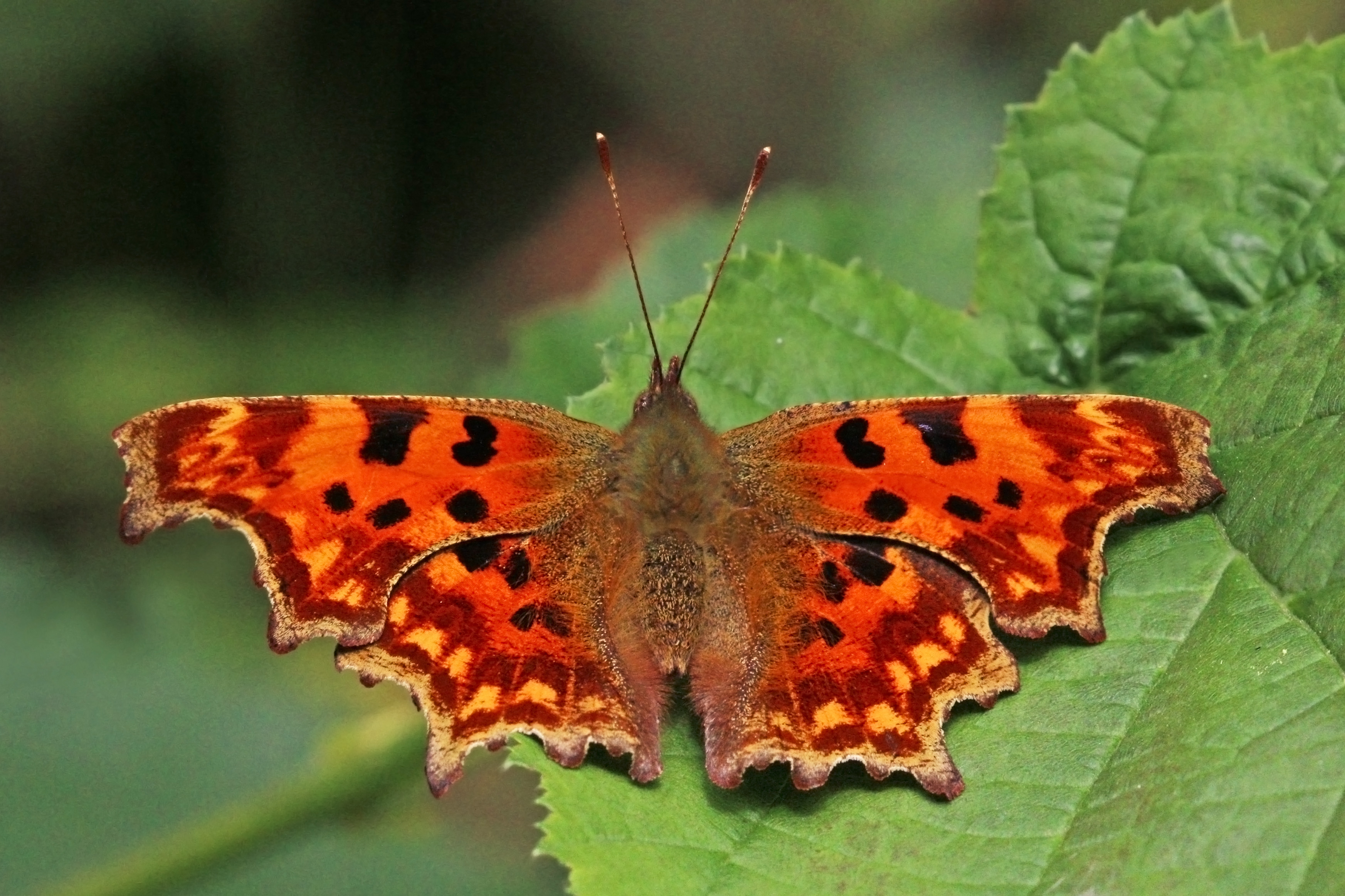 Comma butterfly (Polygonia c-album) ab hutchinsoni