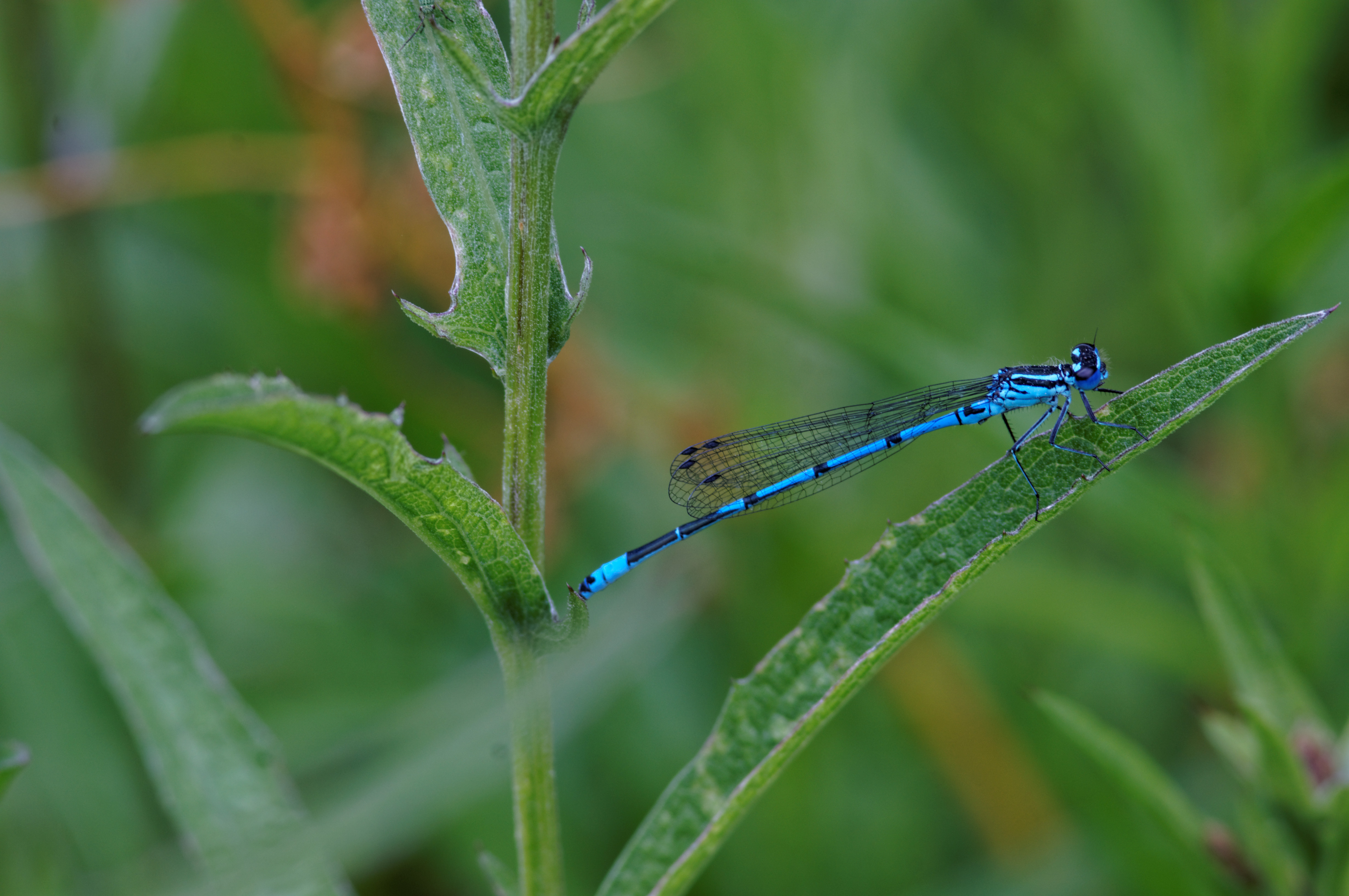 Common blue damsel fly