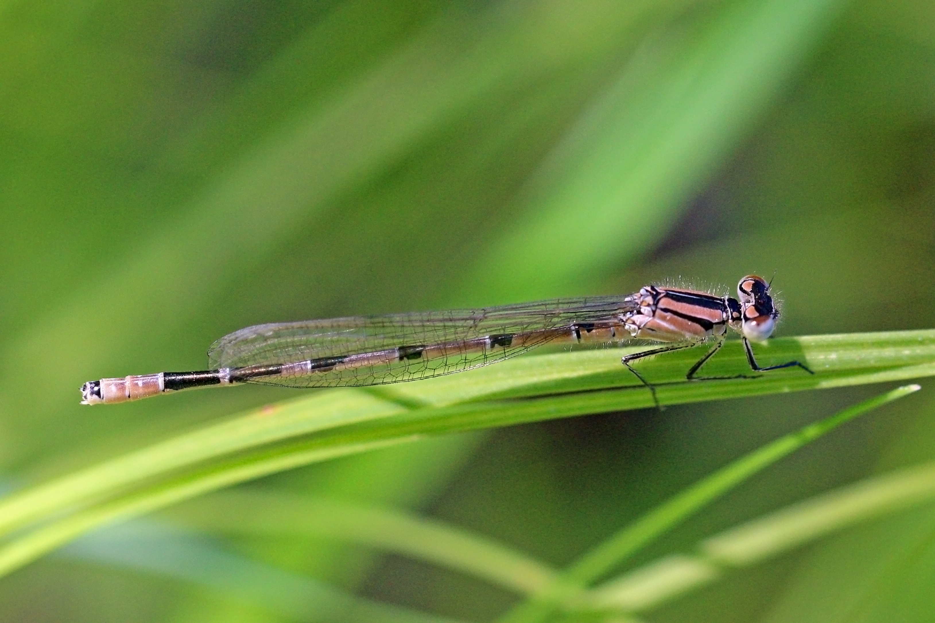 Common blue damselfly (Enallagma cyathigerum) immature male Estonia