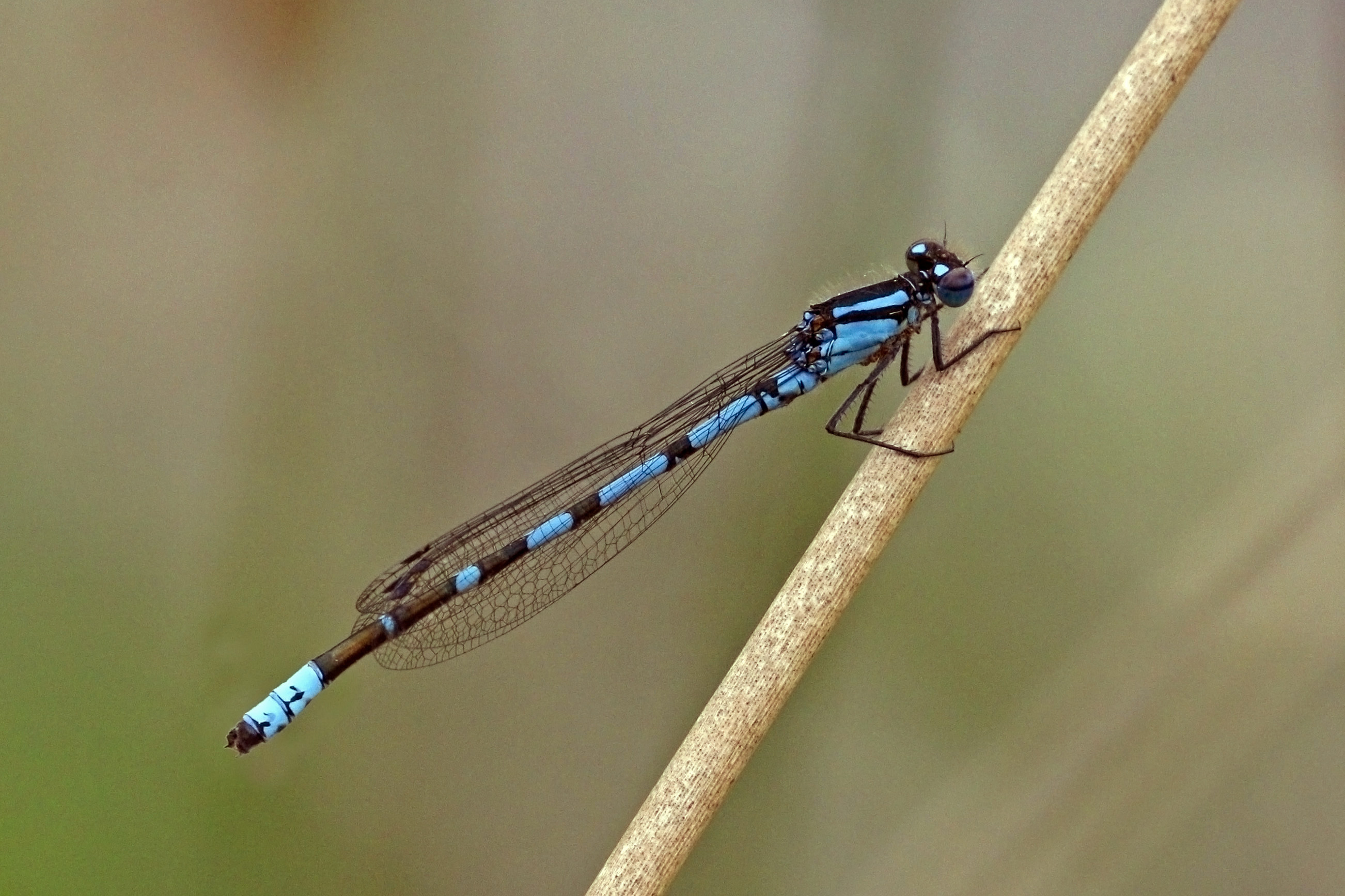 Common blue damselfly (Enallagma cyathigerum) male dark variant