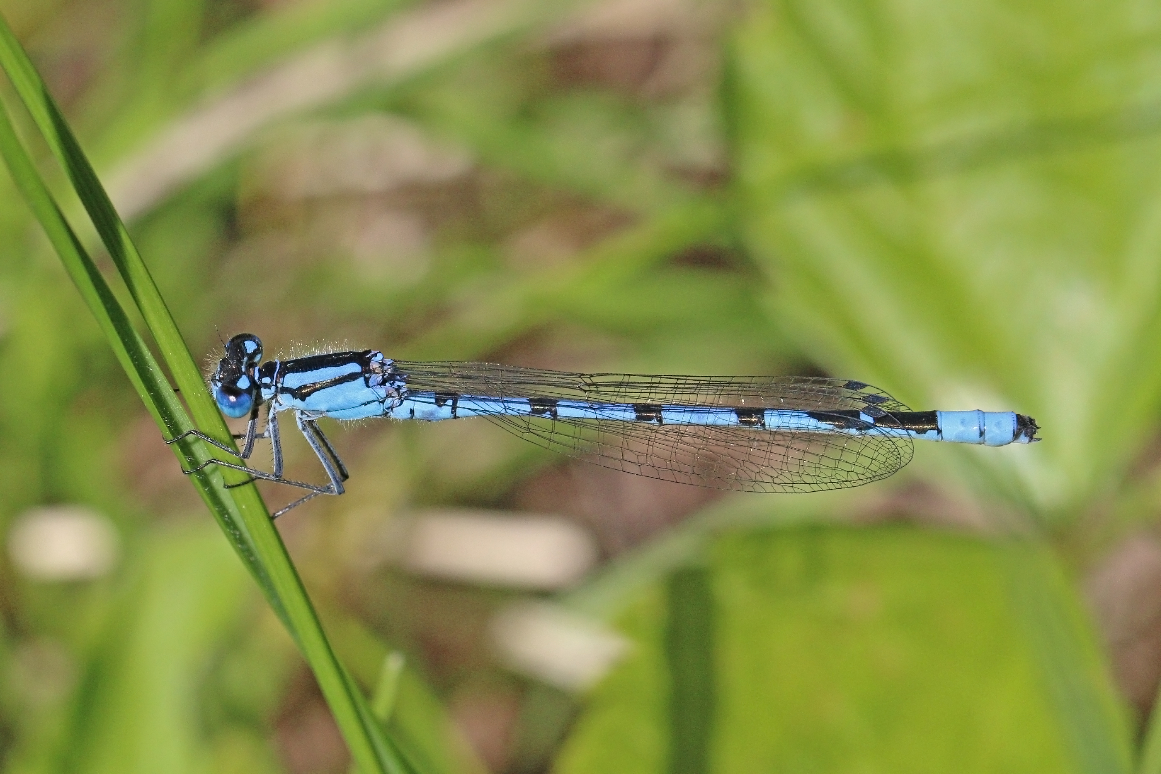 Common blue damselfly (Enallagma cyathigerum) male Estonia
