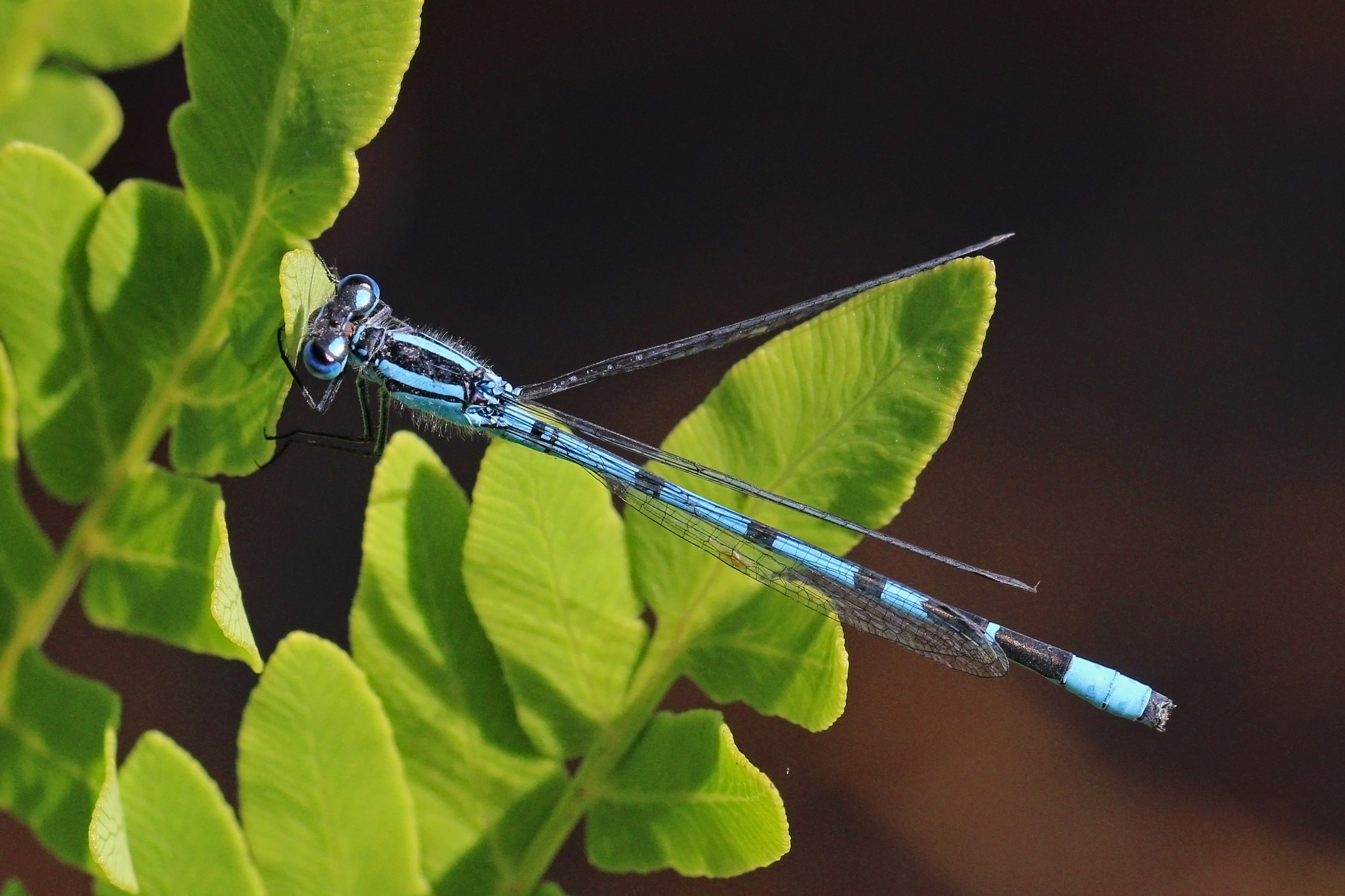 Common blue damselfly (Enallagma cyathigerum) male no spur on S2