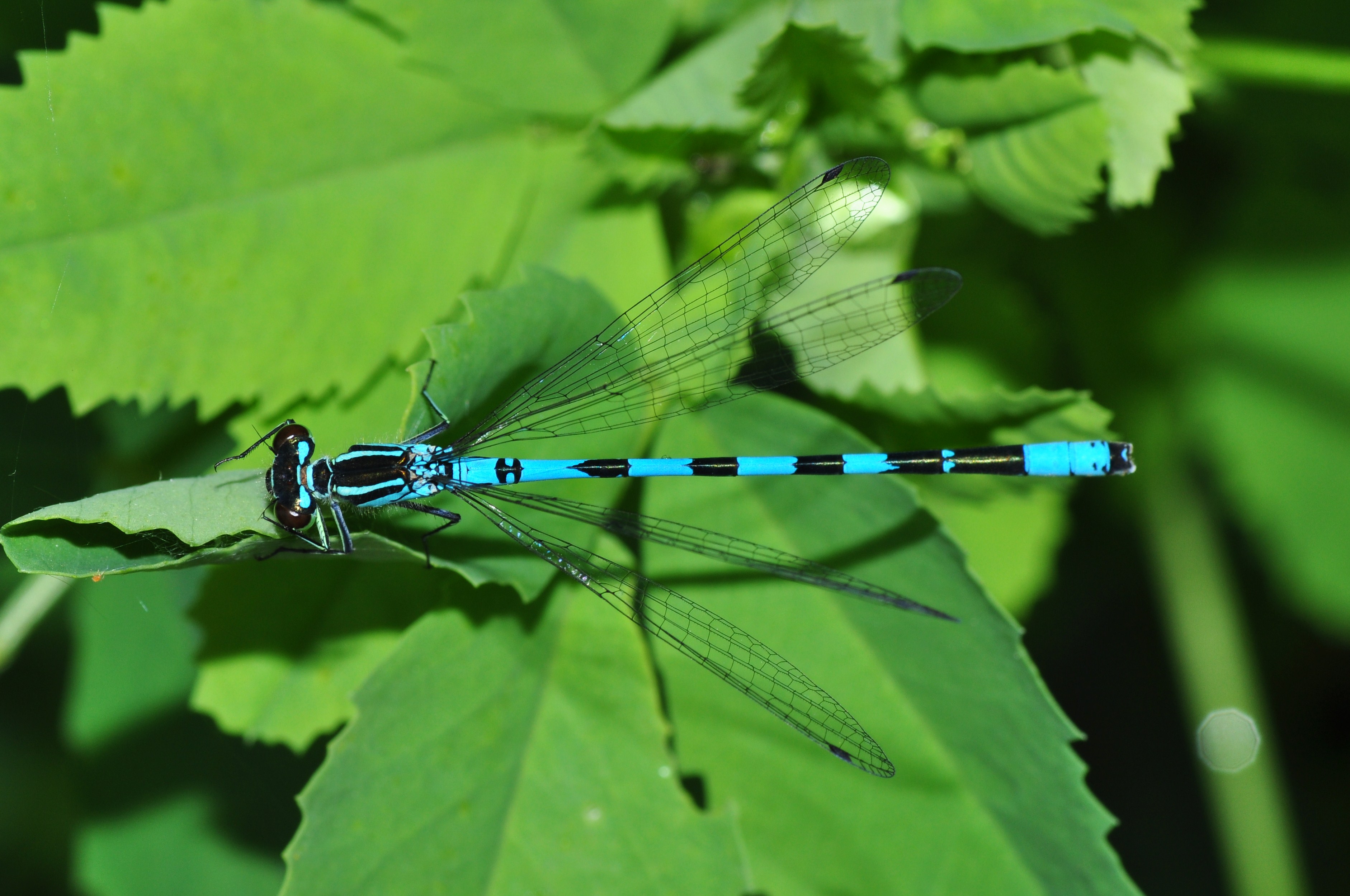 Common Blue Damselfly, male (8838307431)