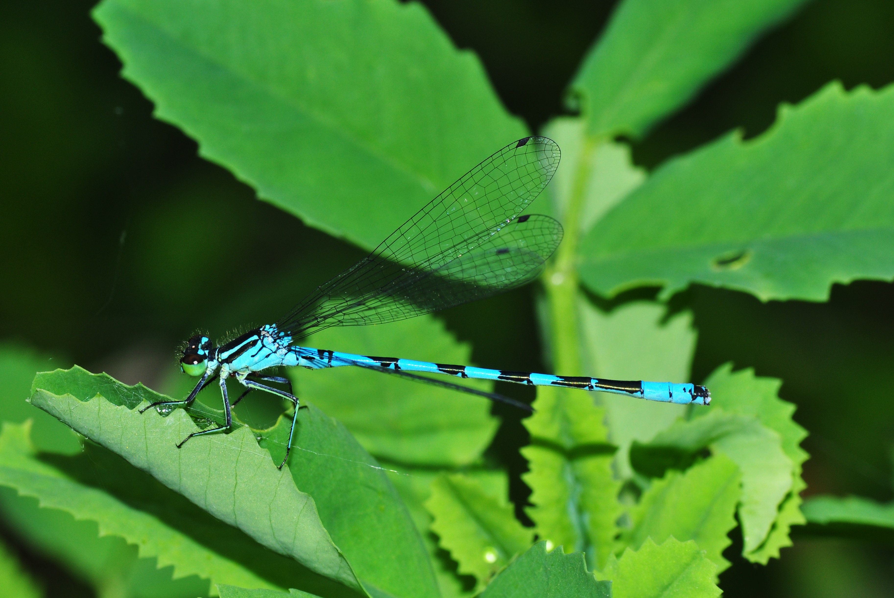 Common Blue Damselfly, male (8838937260)