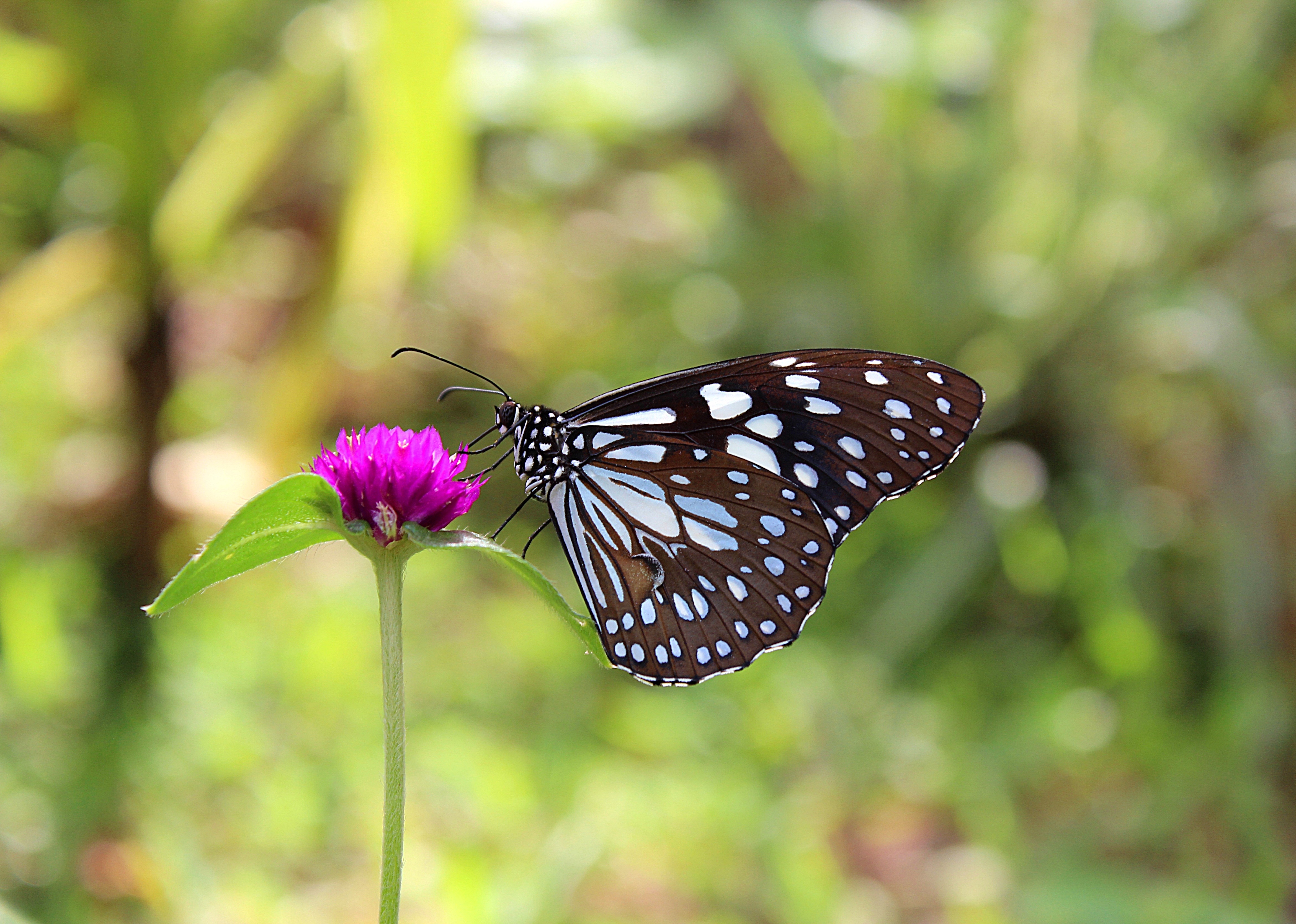 Common Blue Tiger