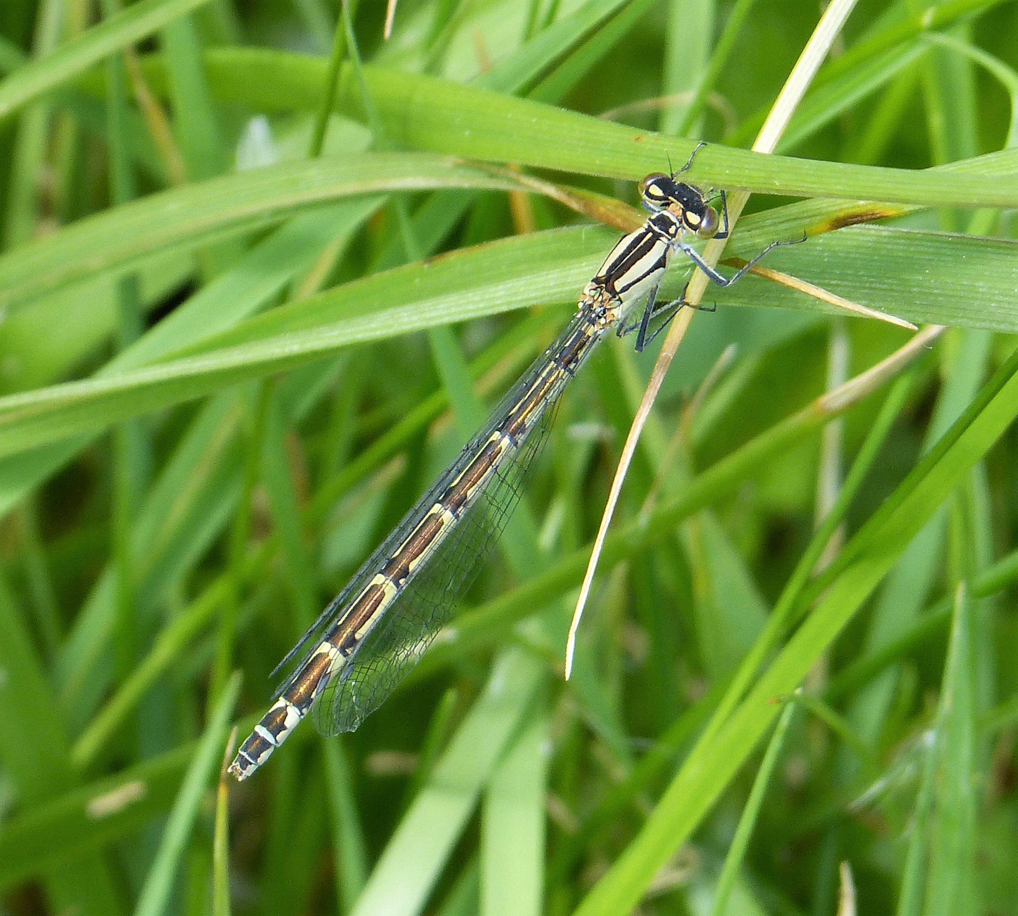 Photo of Common Bluet Enallagma cyathigerum. Immature female dull form ...