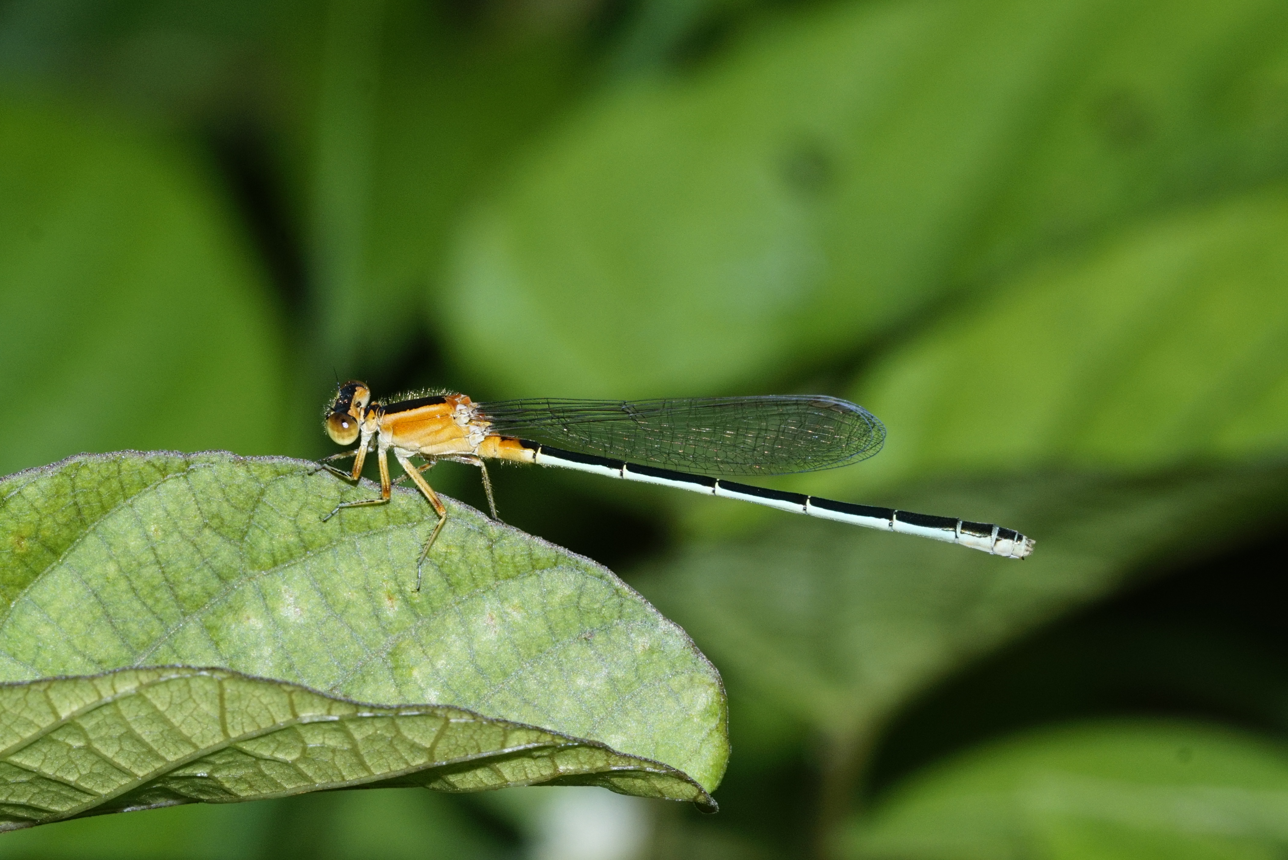Common bluetail 0816