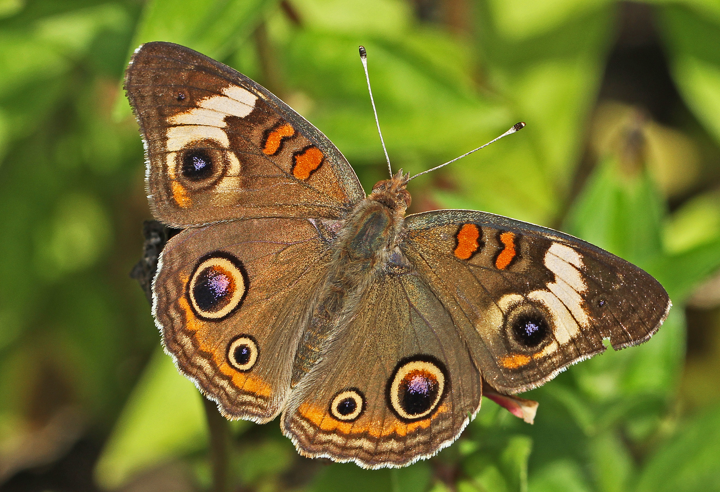 Common Buckeye - Junonia coenia, Meadowwood Farm SRMA, Mason Neck, Virginia