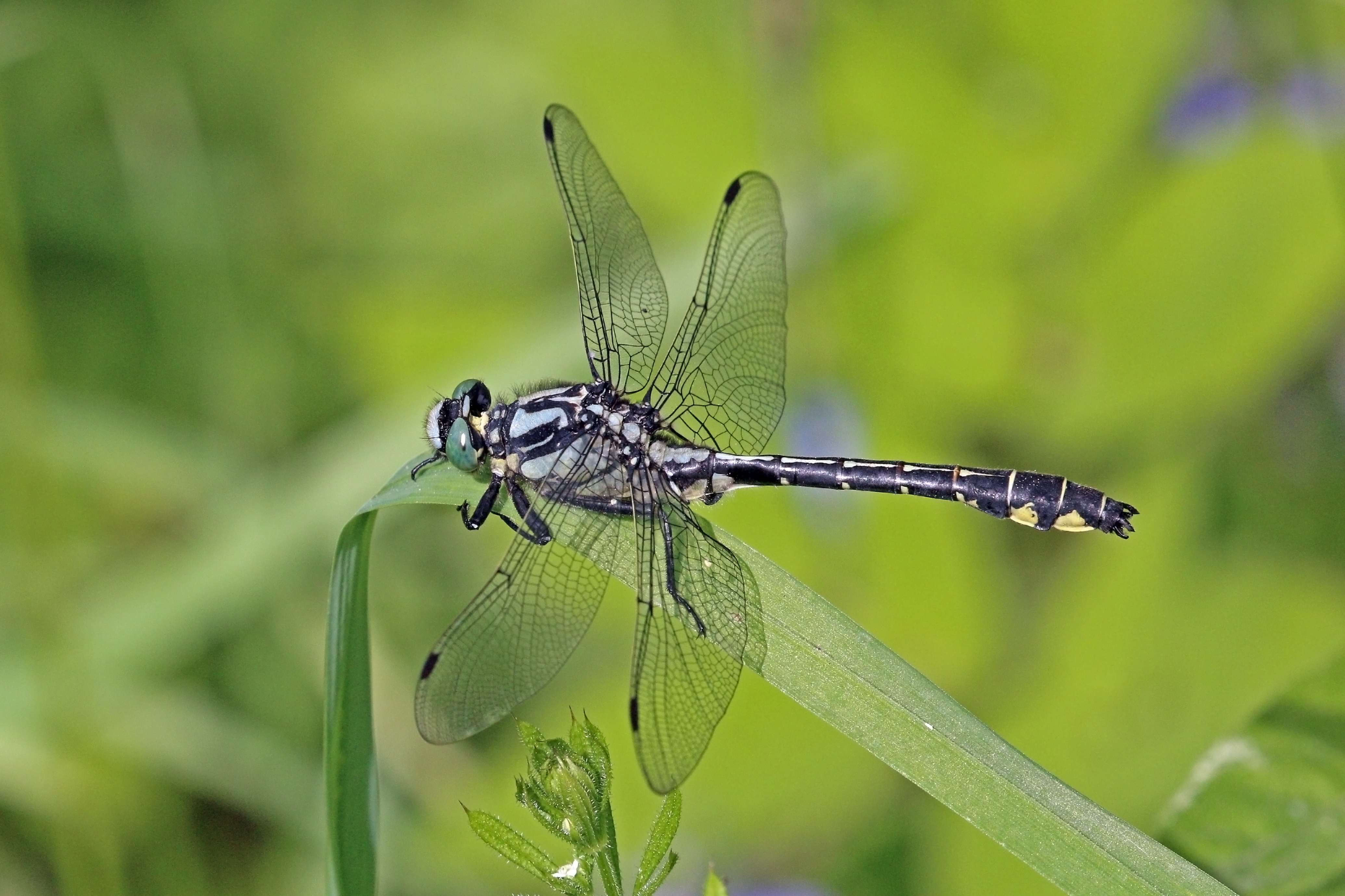 Common clubtail (Gomphus vulgatissimus) male Estonia