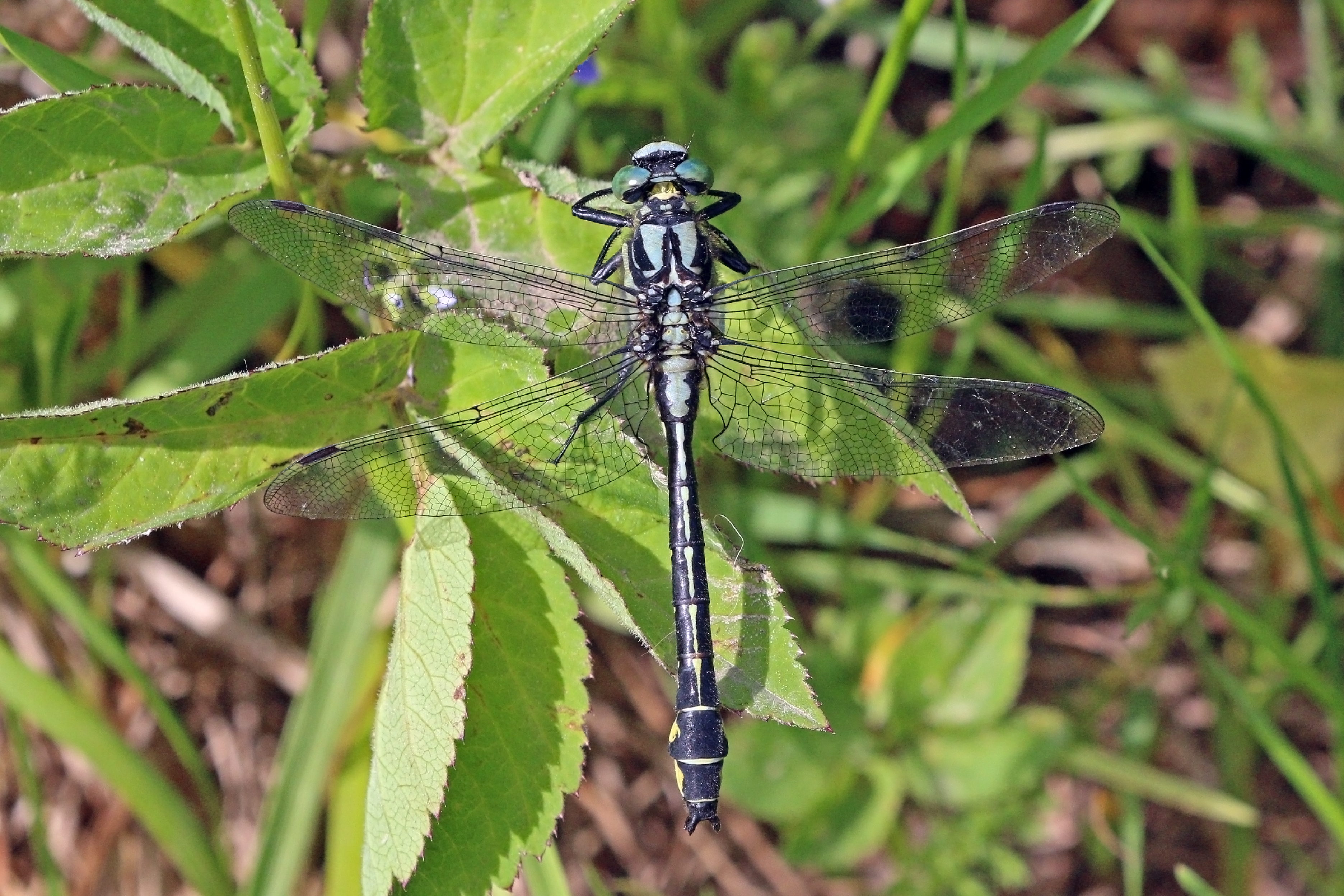 Common clubtail (Gomphus vulgatissimus) male Estonia 2