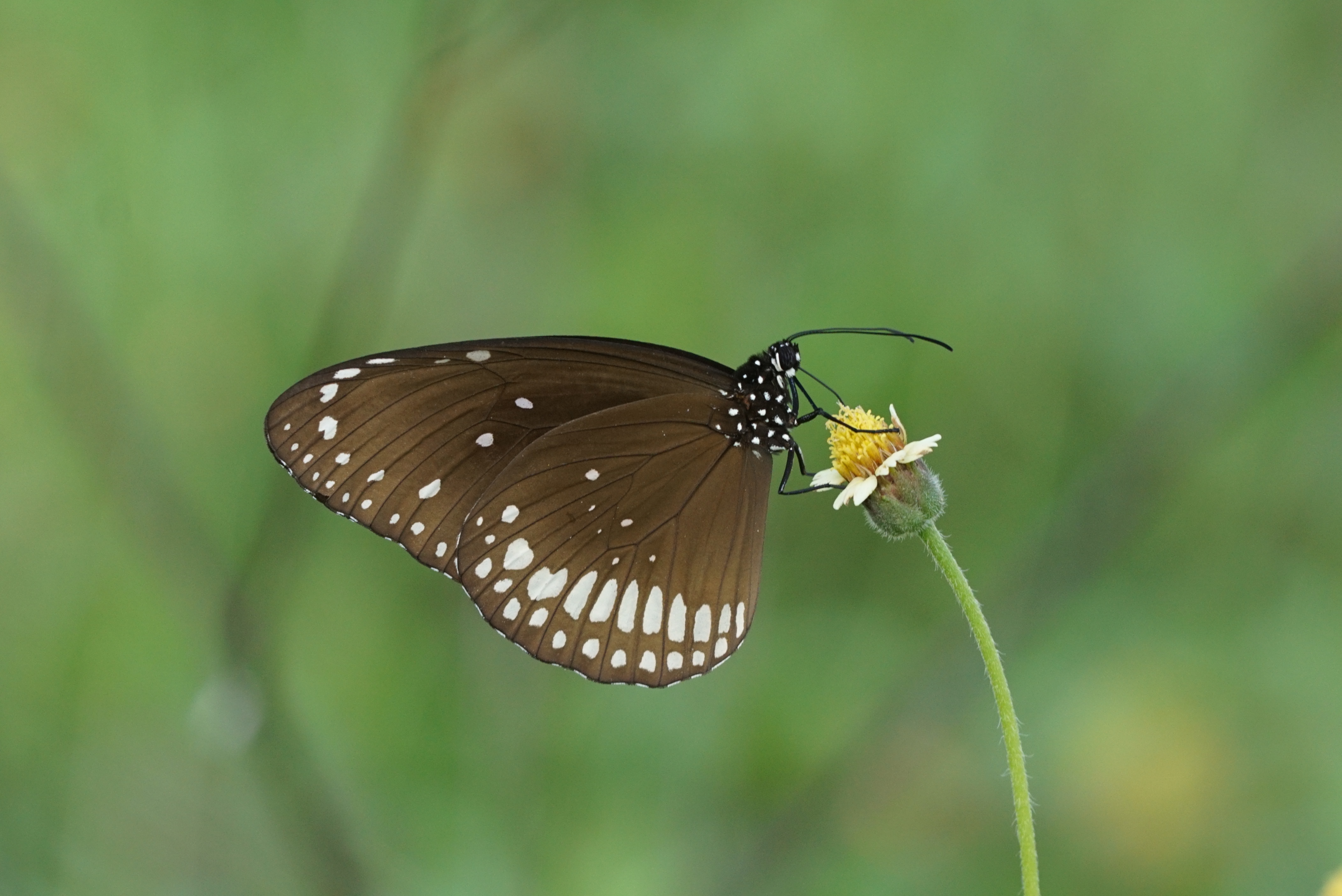 Common crow (Euploea core) 02759