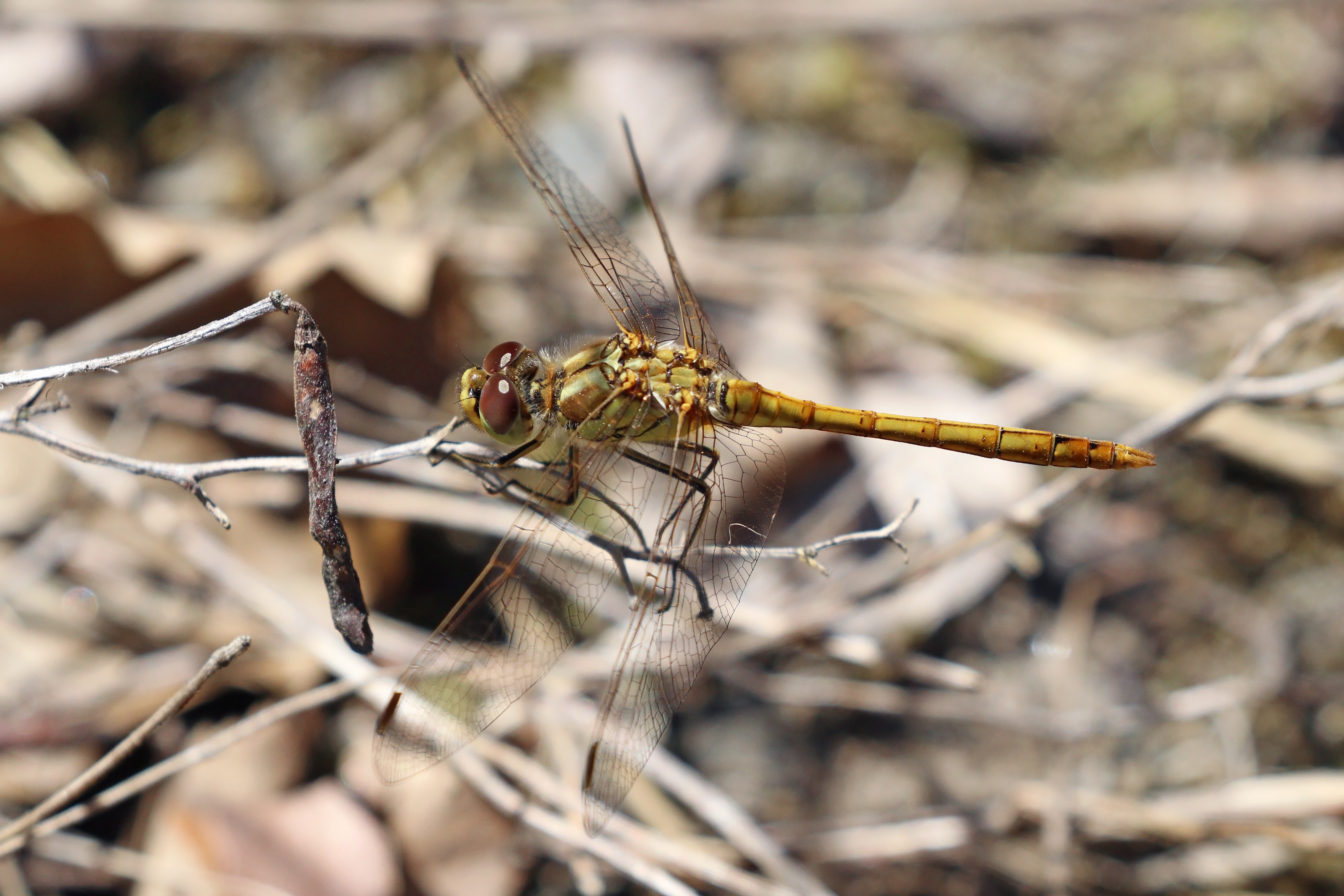 Common darter (Sympetrum striolatum) female Sweden