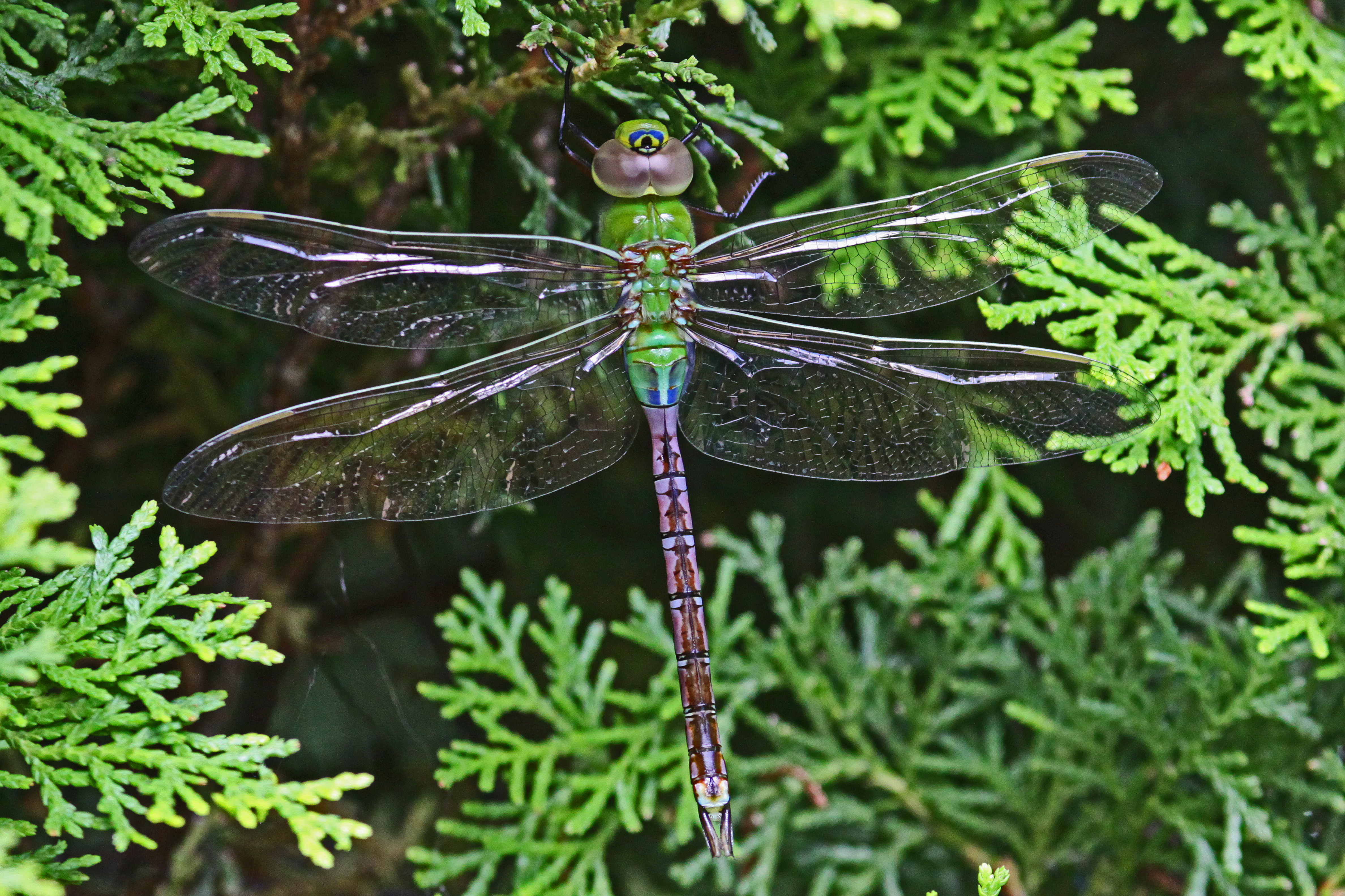 Common Green Darner - Ajax junius, Woodbridge, Virginia - 6513707755