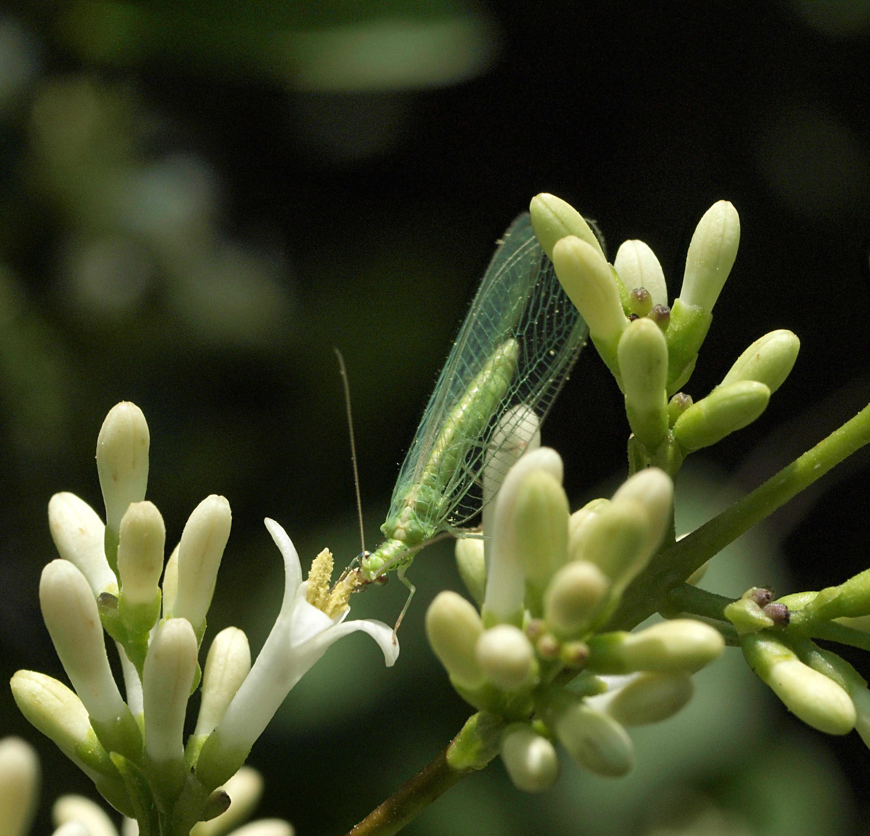 Common green lacewing - Chrysoperla carnea (15120458194)