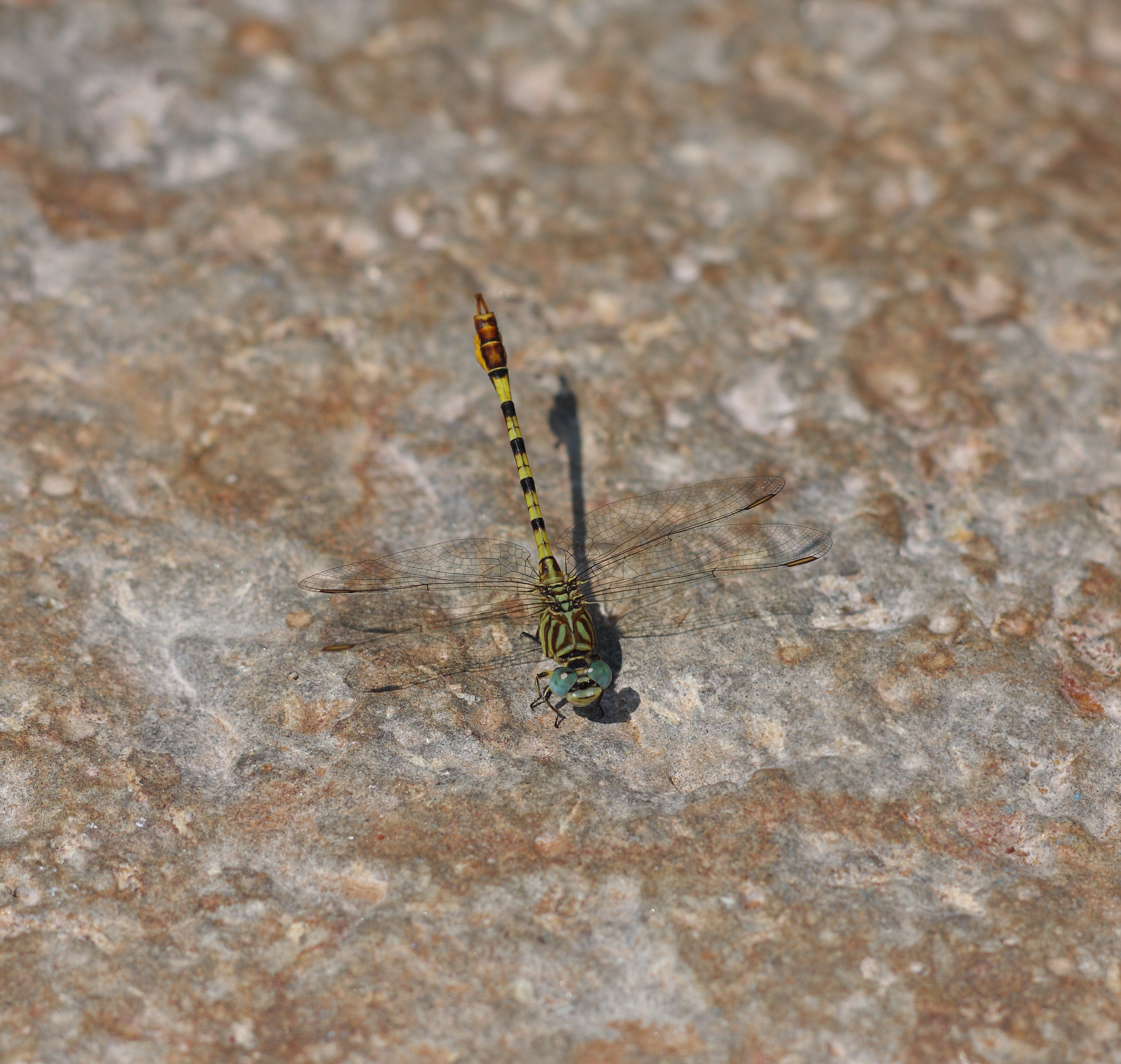 Common Hooktail India1