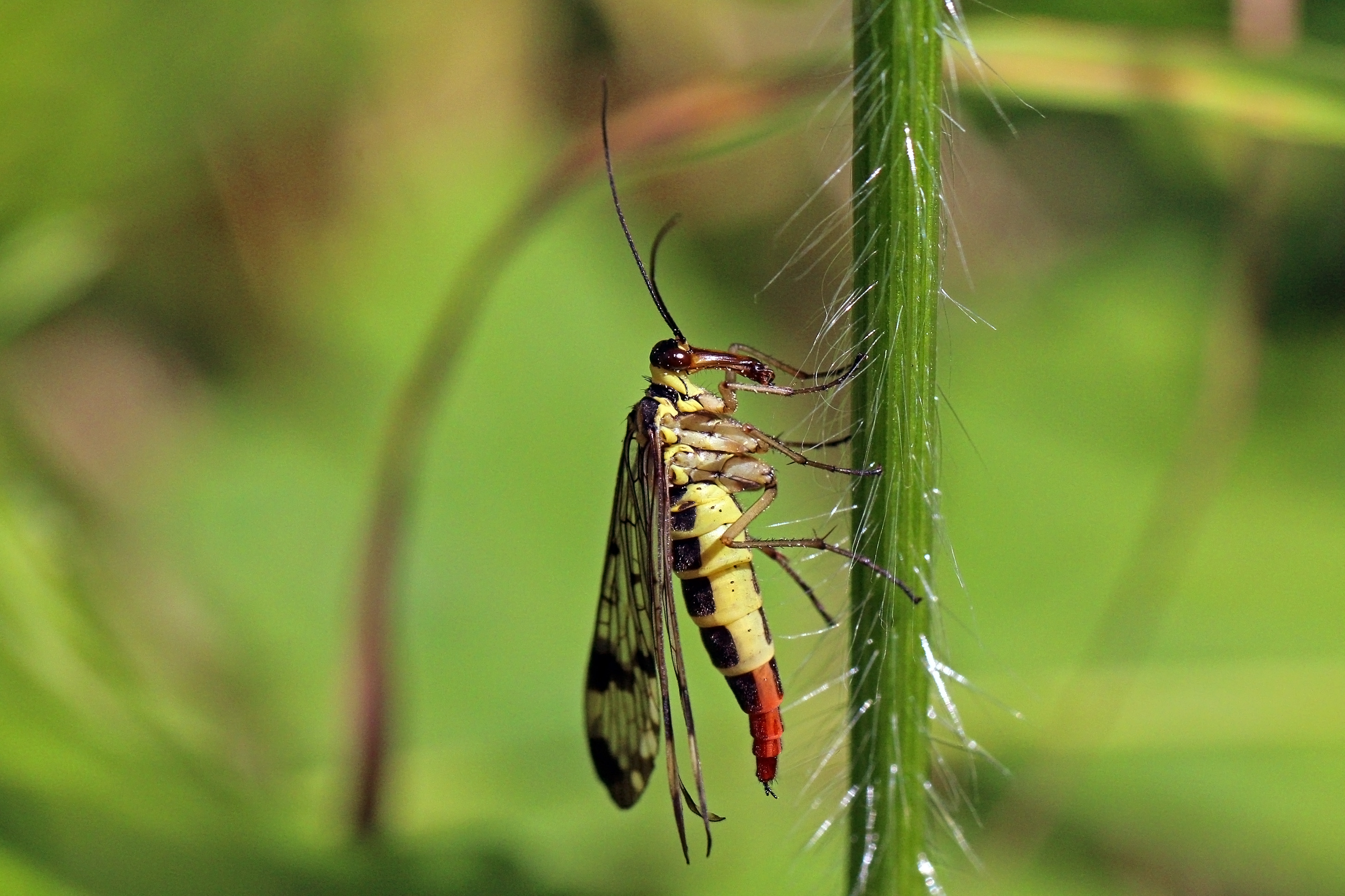 Common scorpionfly (Panorpa communis) female 2