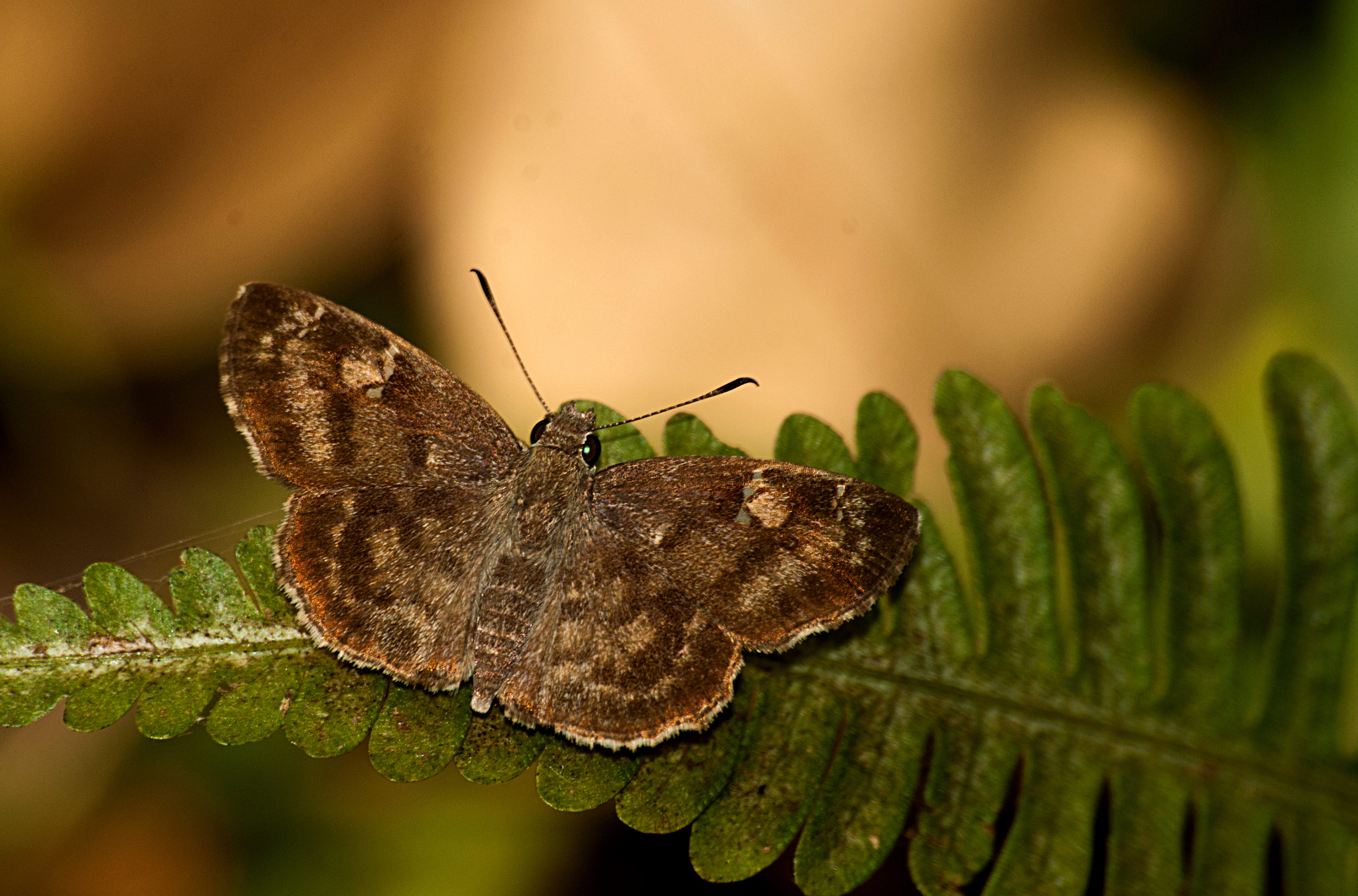 Common Smallflat-DSC 2802