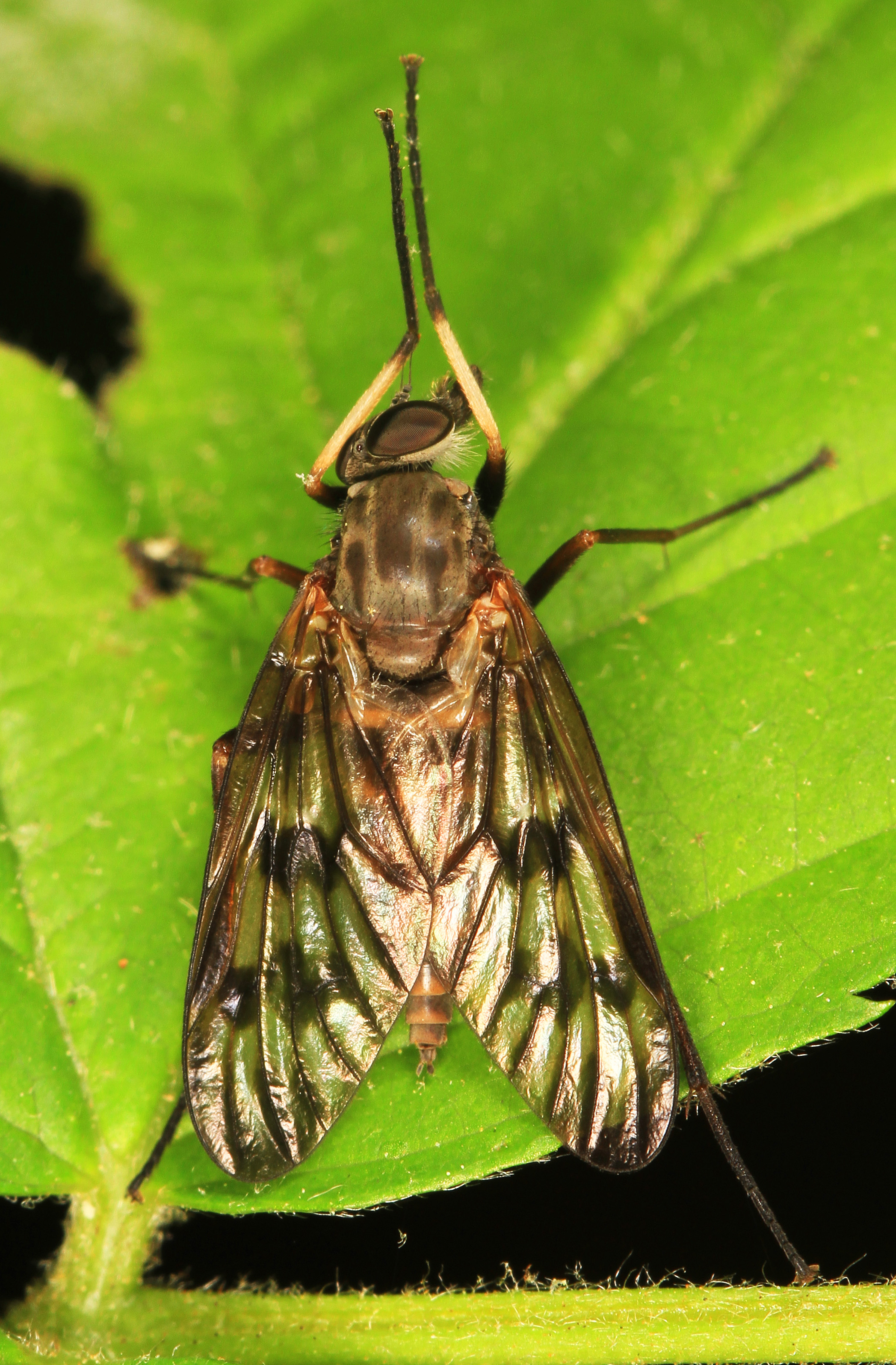 Common Snipe Fly - Rhagio mystaceus, Leesylvania State Park, Woodbridge, Virginia - 17038702143