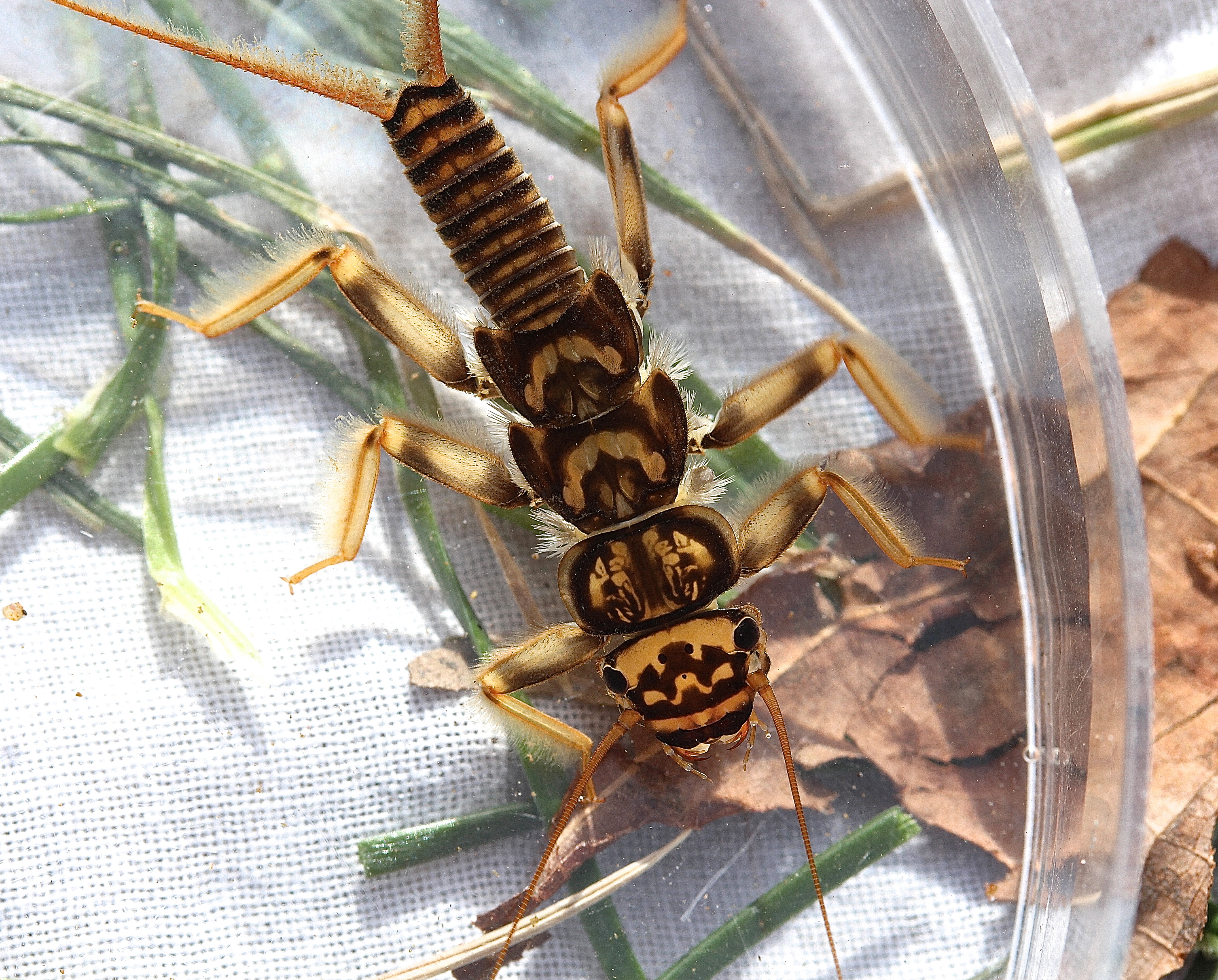 Common stonefly, Acroneuria carolinensis (11862090326)