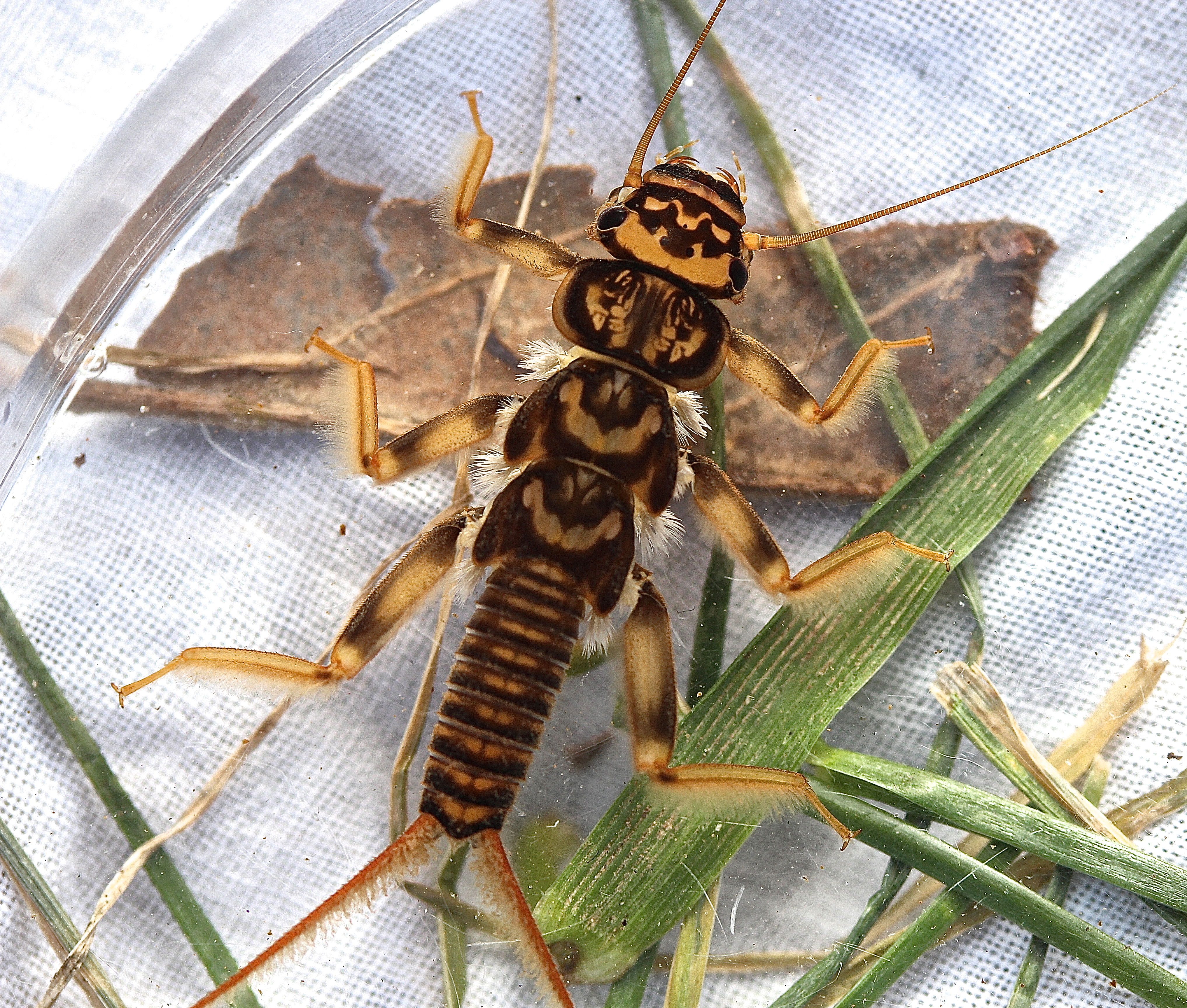 Common stonefly, Acroneuria carolinensis (11862093186)