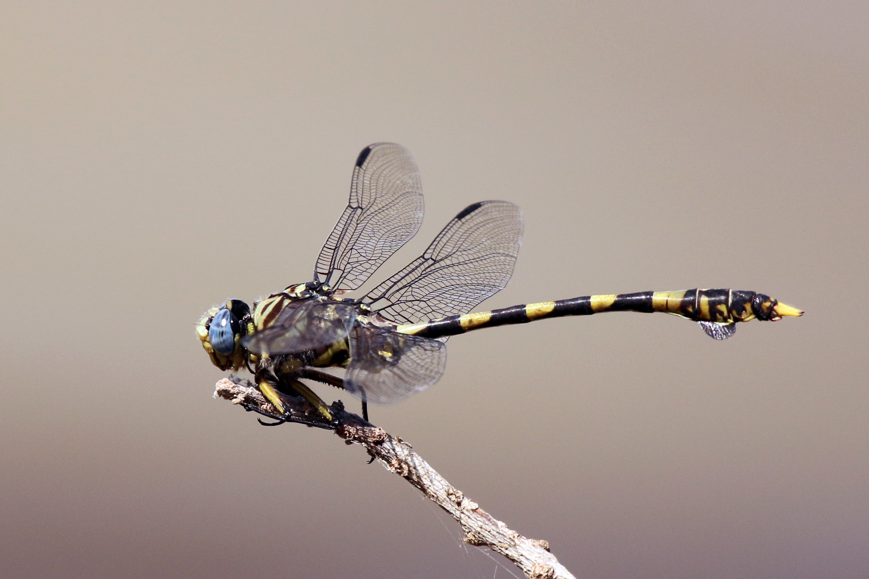 Common tigertail (Ictinogomphus ferox)