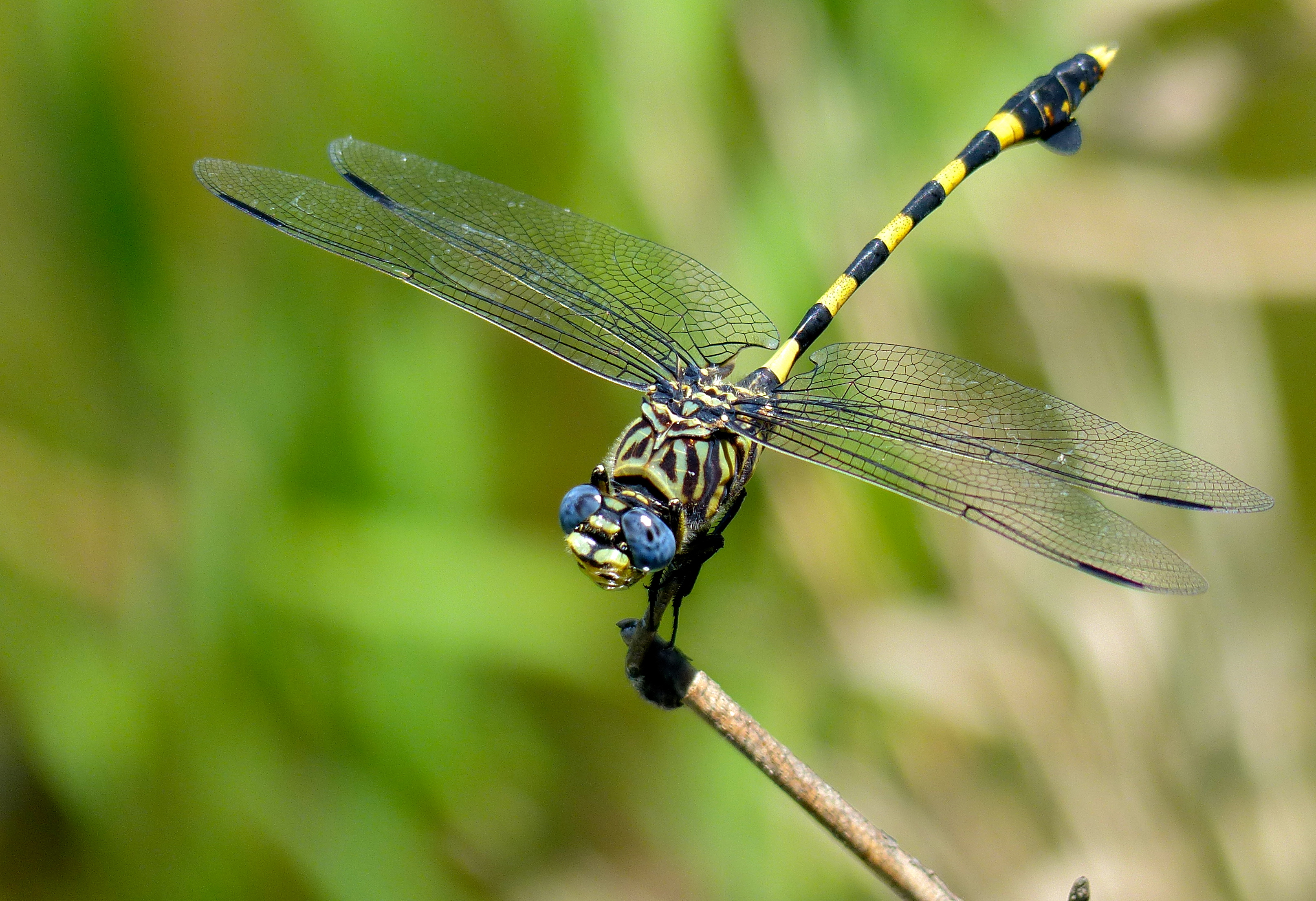 Common Tigertail (Ictinogomphus ferox) (11464733634)