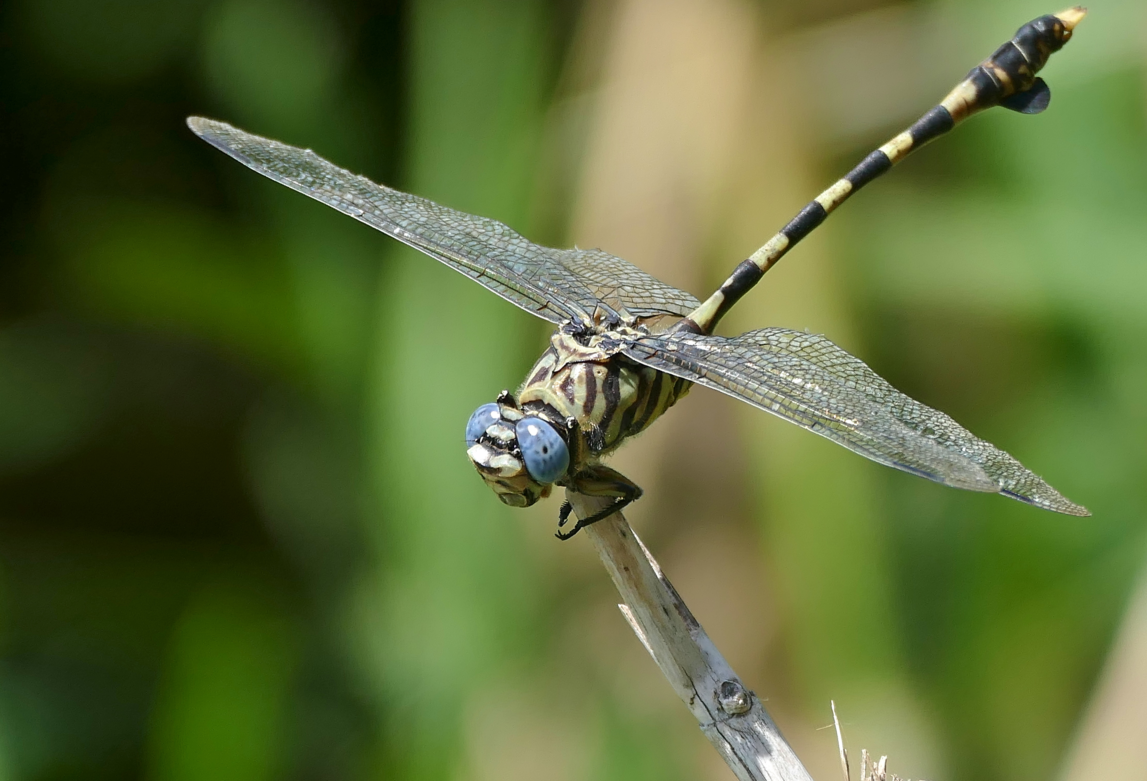 Common Tigertail (Ictinogomphus ferox) (33601891535)