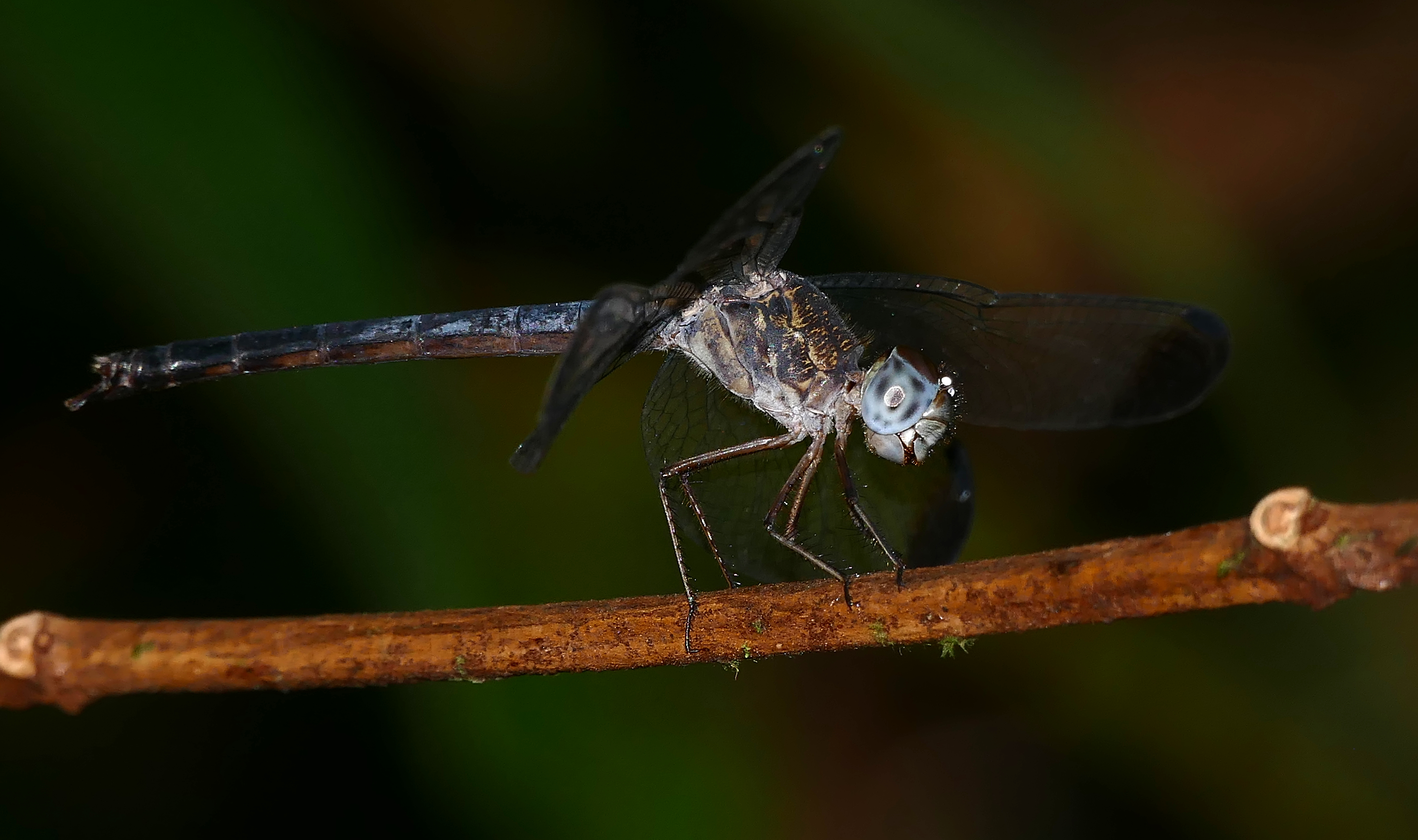 Common Woodskimmer (Uracis imbuta) (27762615649)