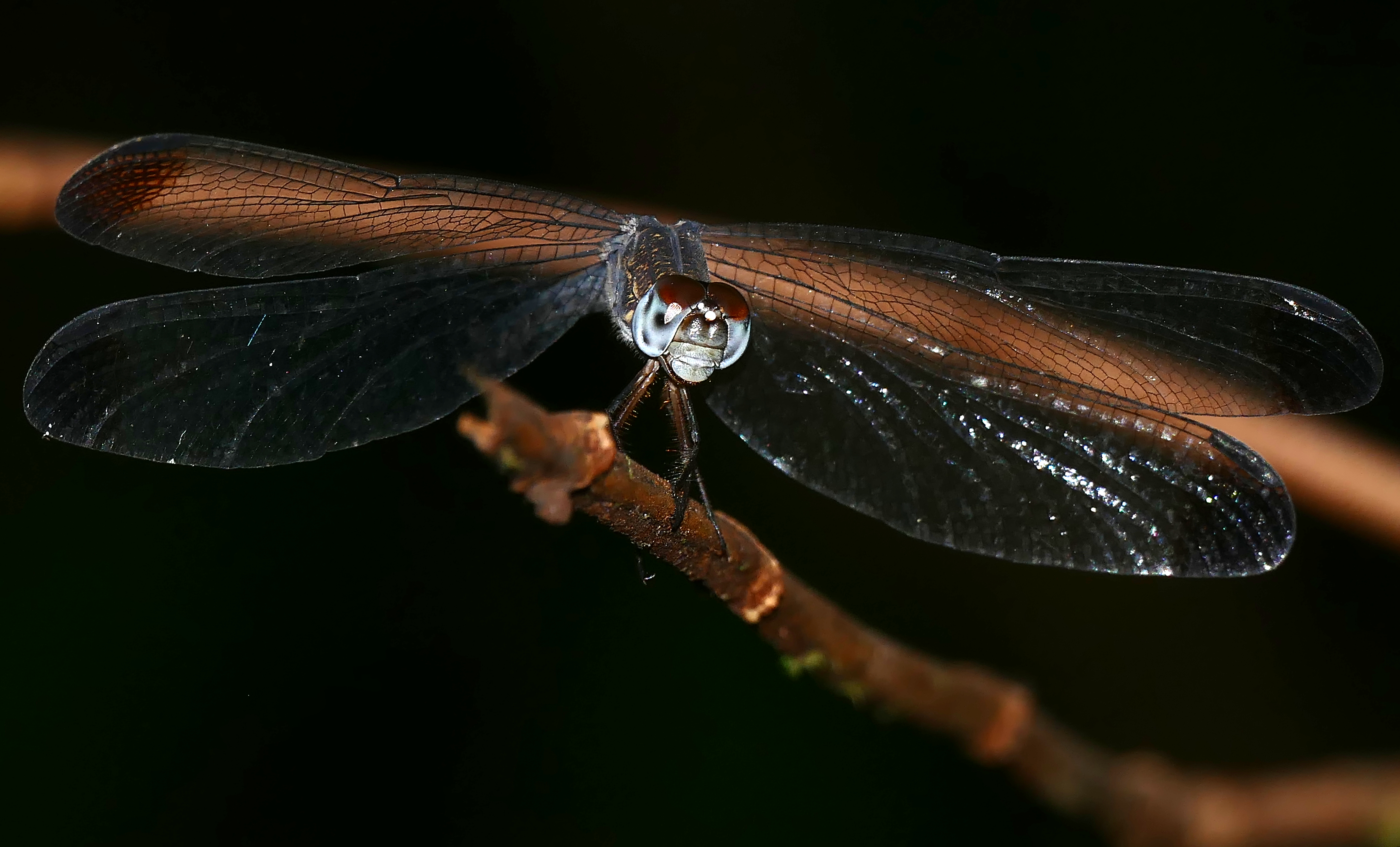 Common Woodskimmer (Uracis imbuta) (39509389222)
