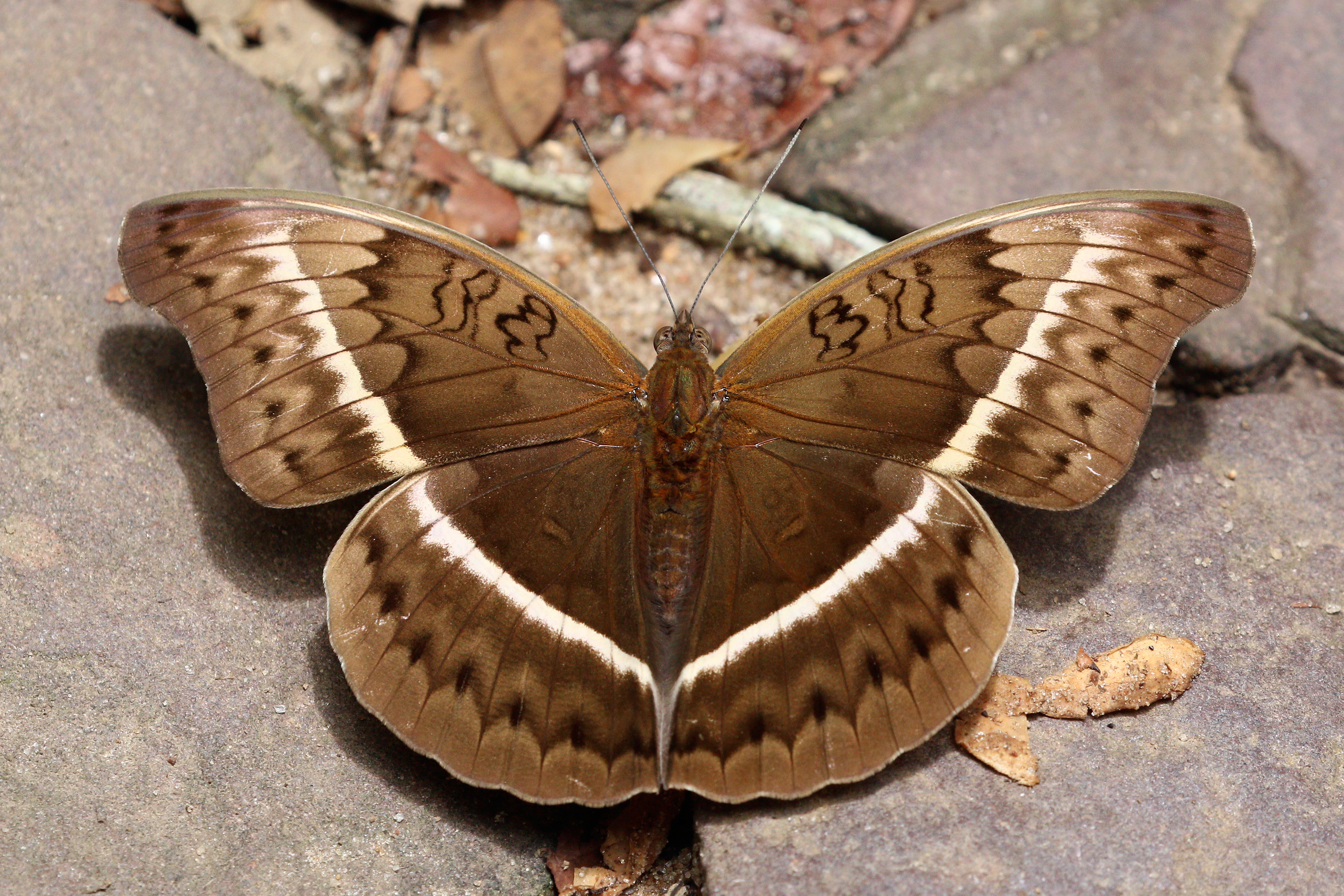 Common yellow glider (Cymothoe egesta egesta) female