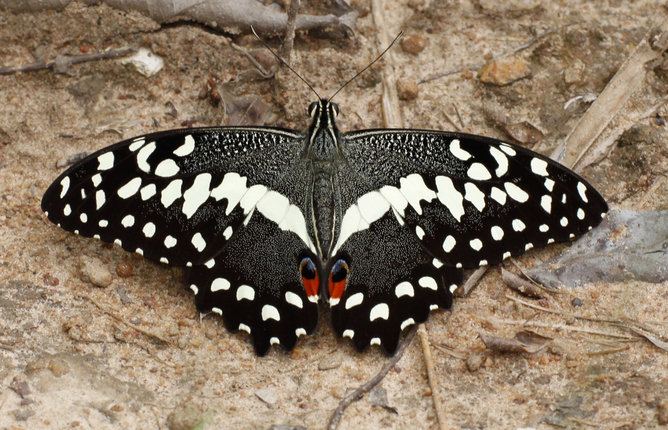 Comoe butterfly