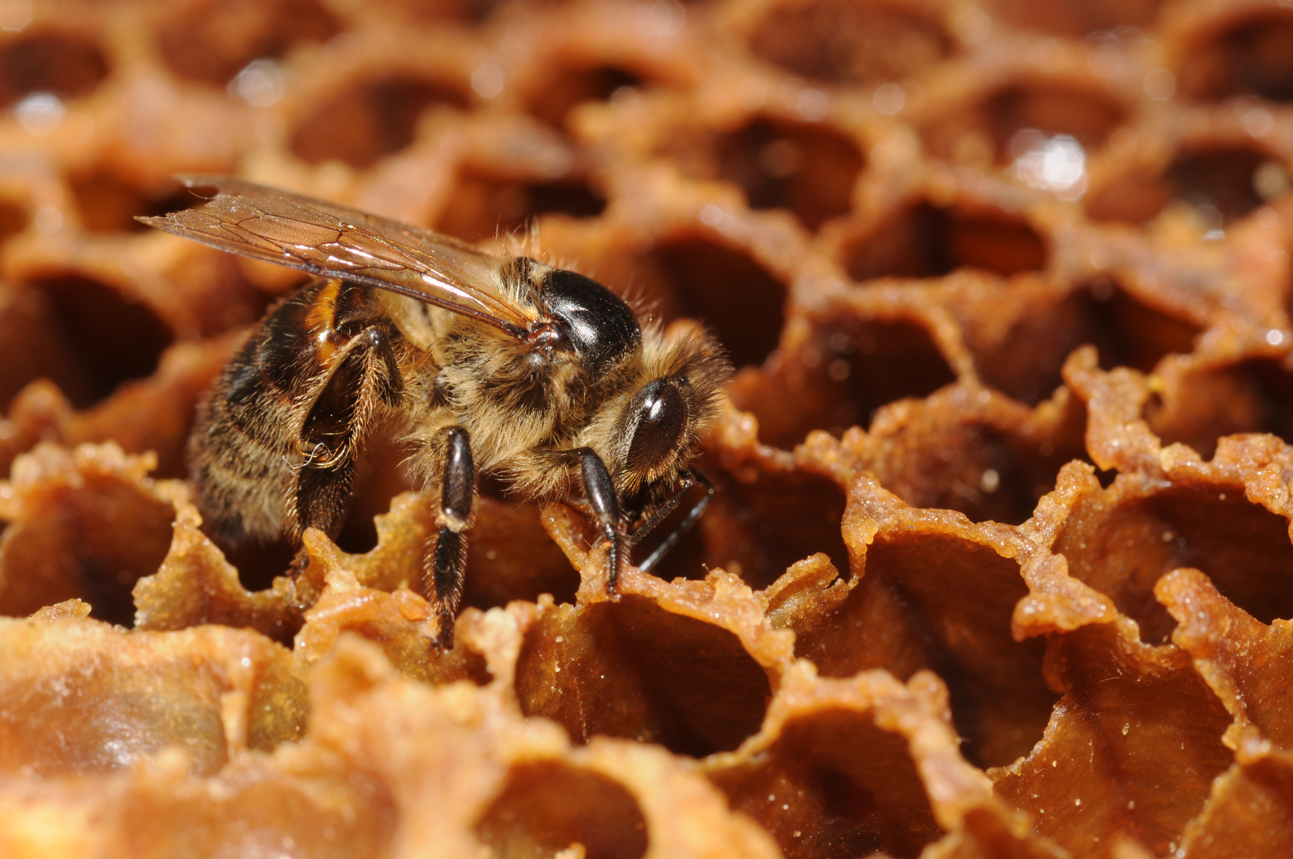 ComputerHotline - Apis mellifera (by) (1)