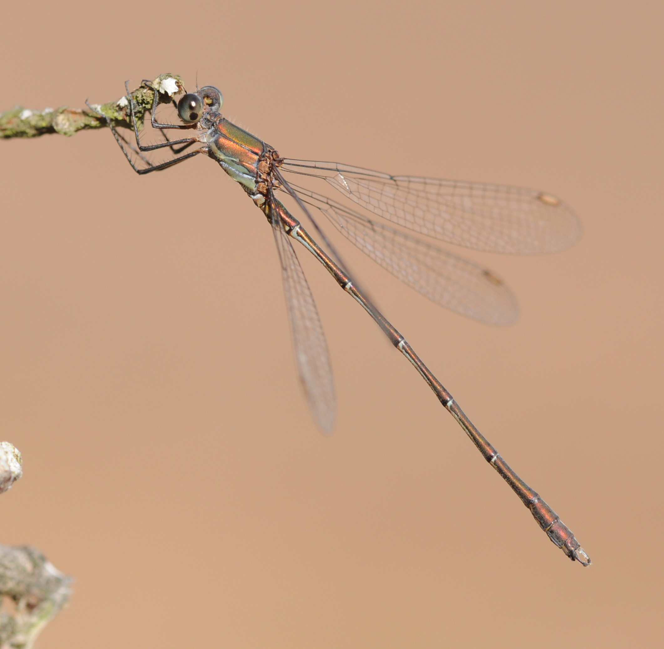 ComputerHotline - Chalcolestes viridis (by) (10)