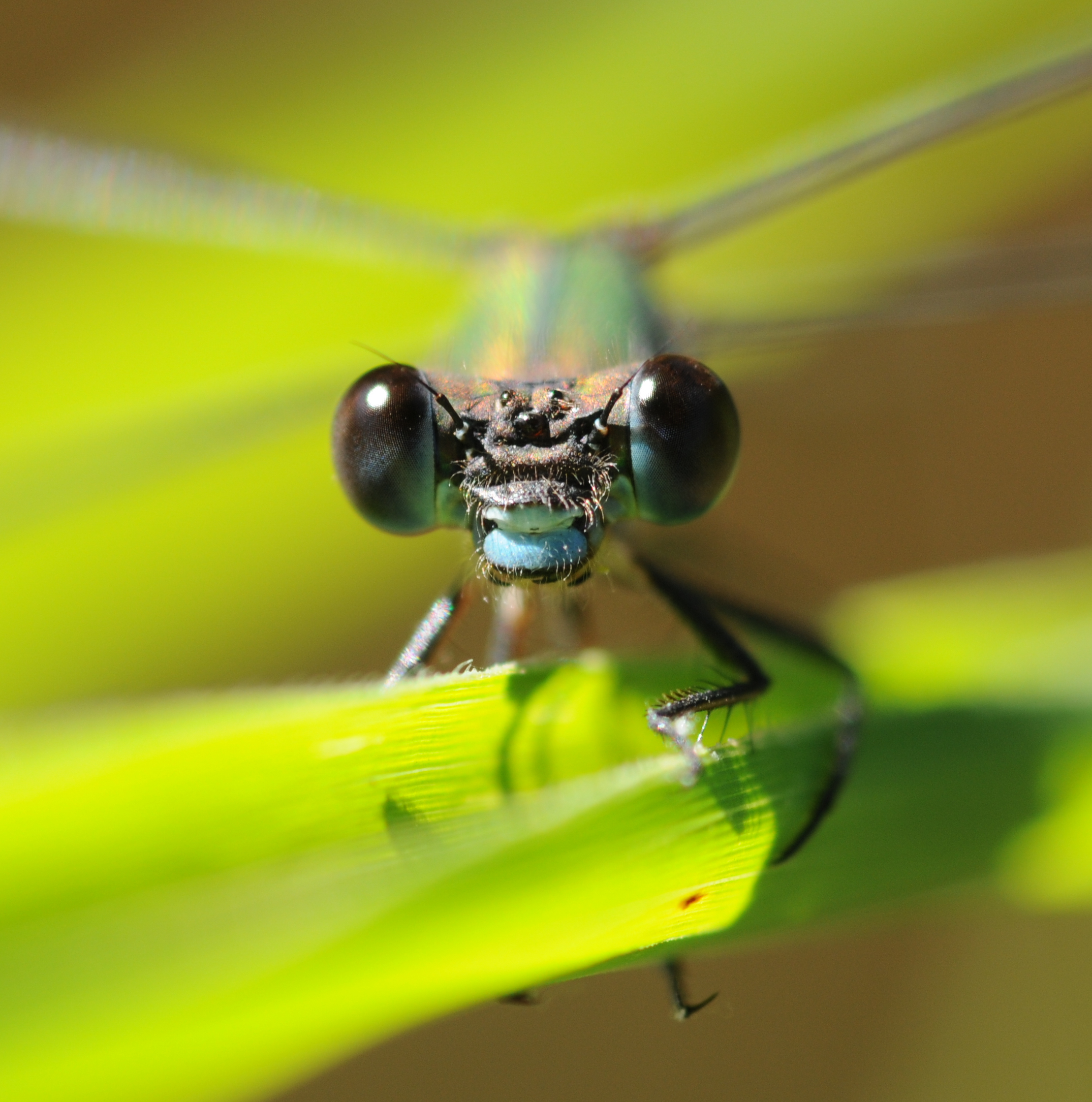 ComputerHotline - Chalcolestes viridis (by) (3)