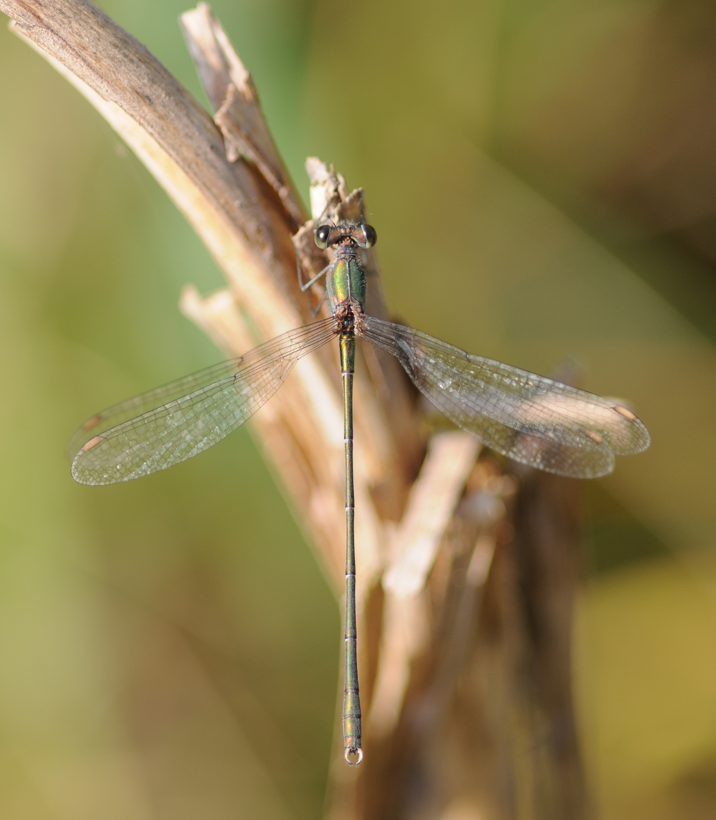 ComputerHotline - Chalcolestes viridis (by) (7)