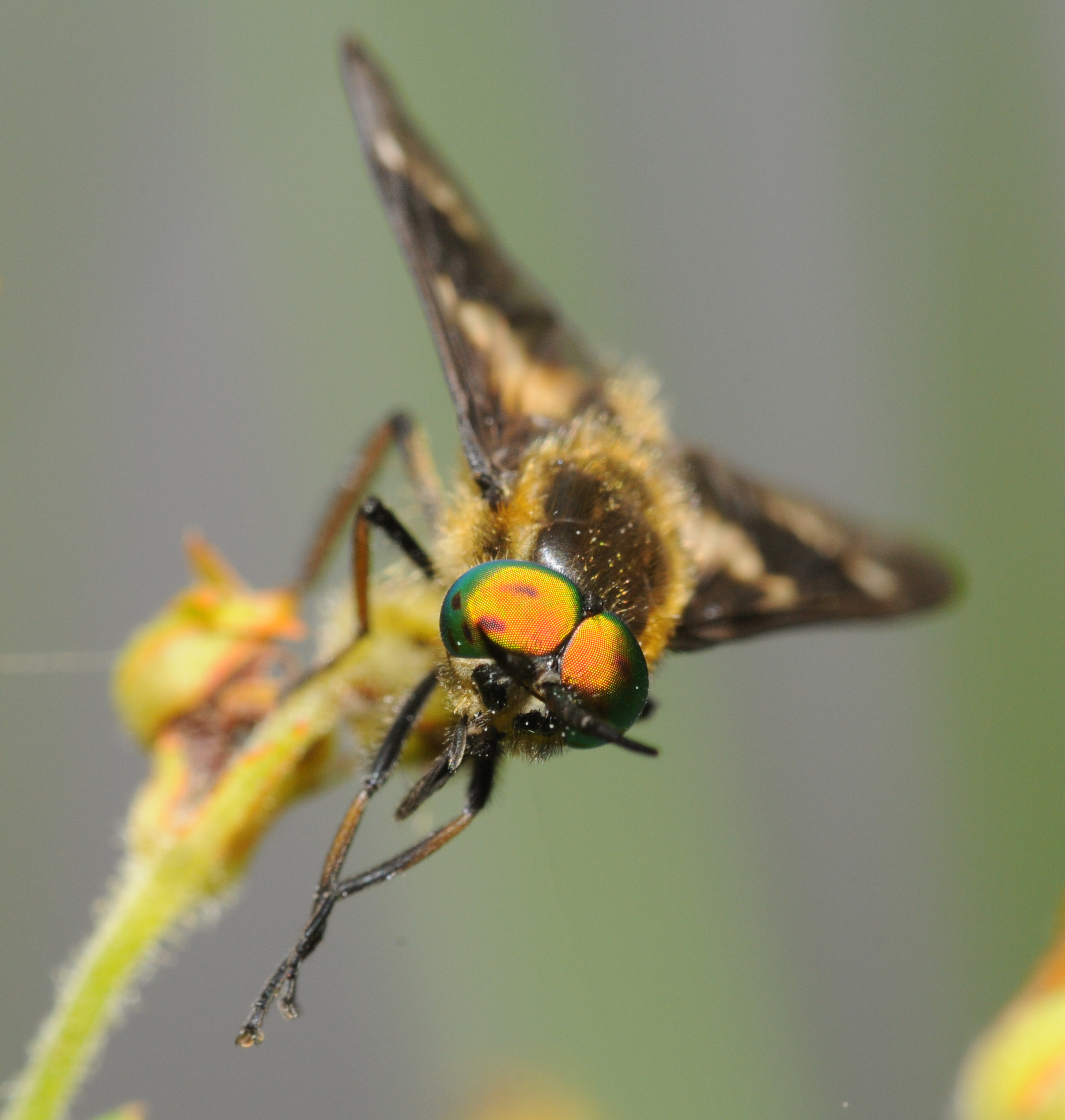 ComputerHotline - Chrysops relictus (by)