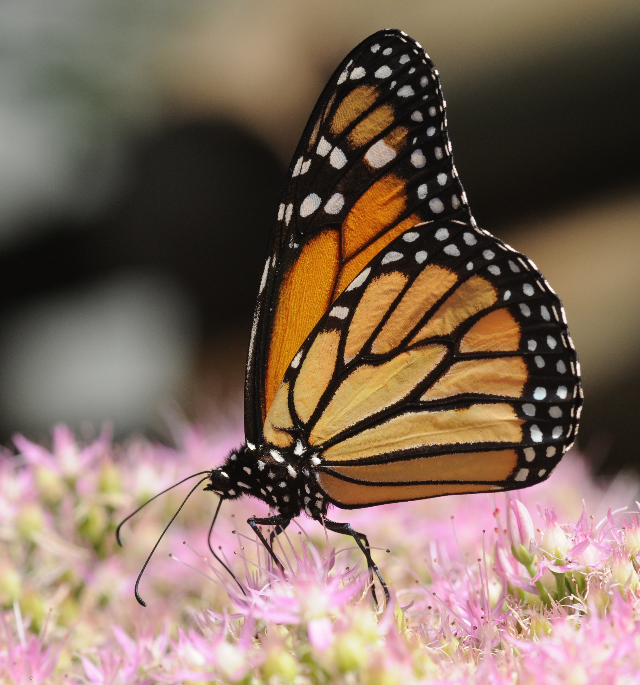 ComputerHotline - Danaus plexippus (by) (3)